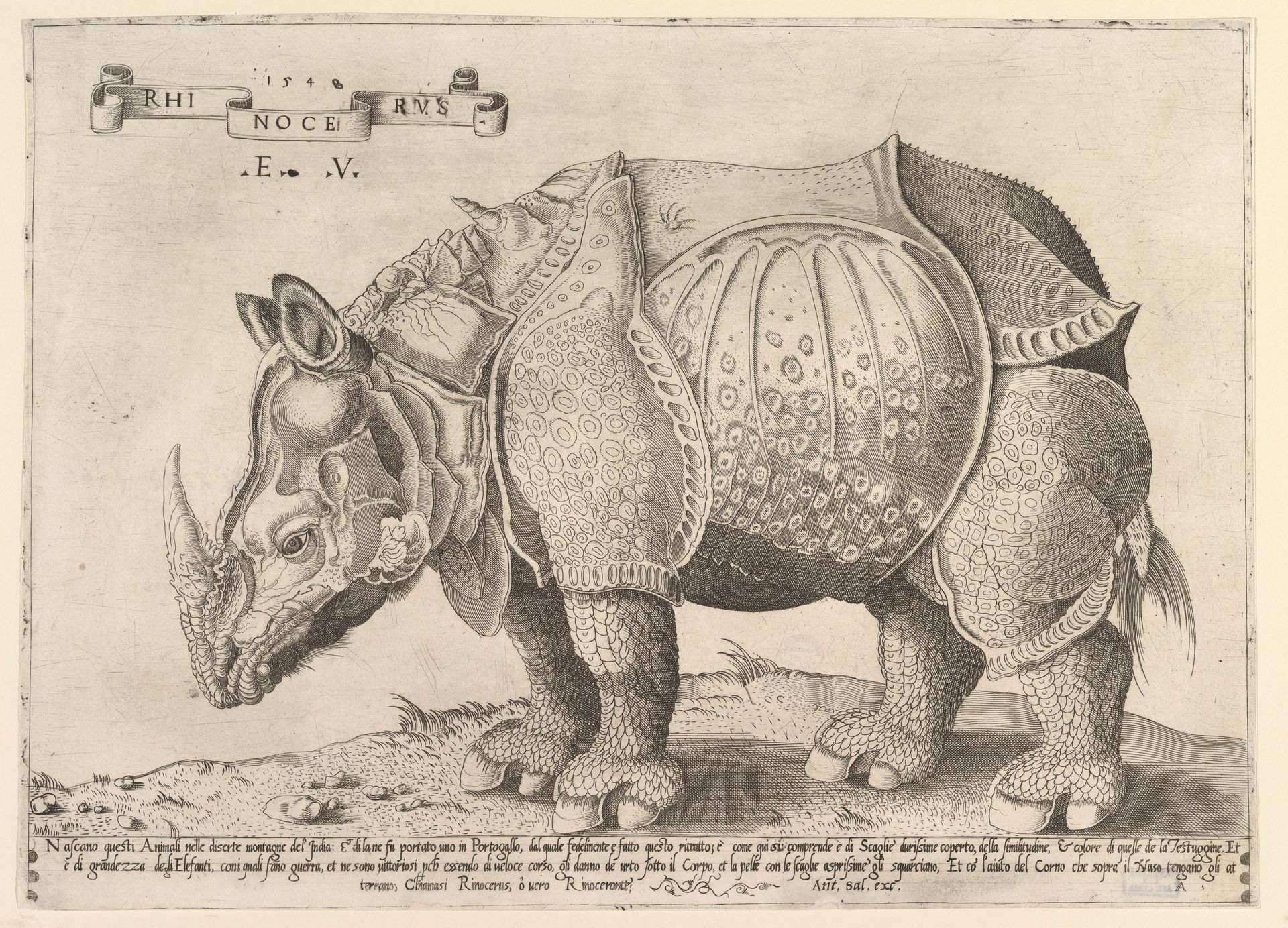Rhinoceros by Enea Vico