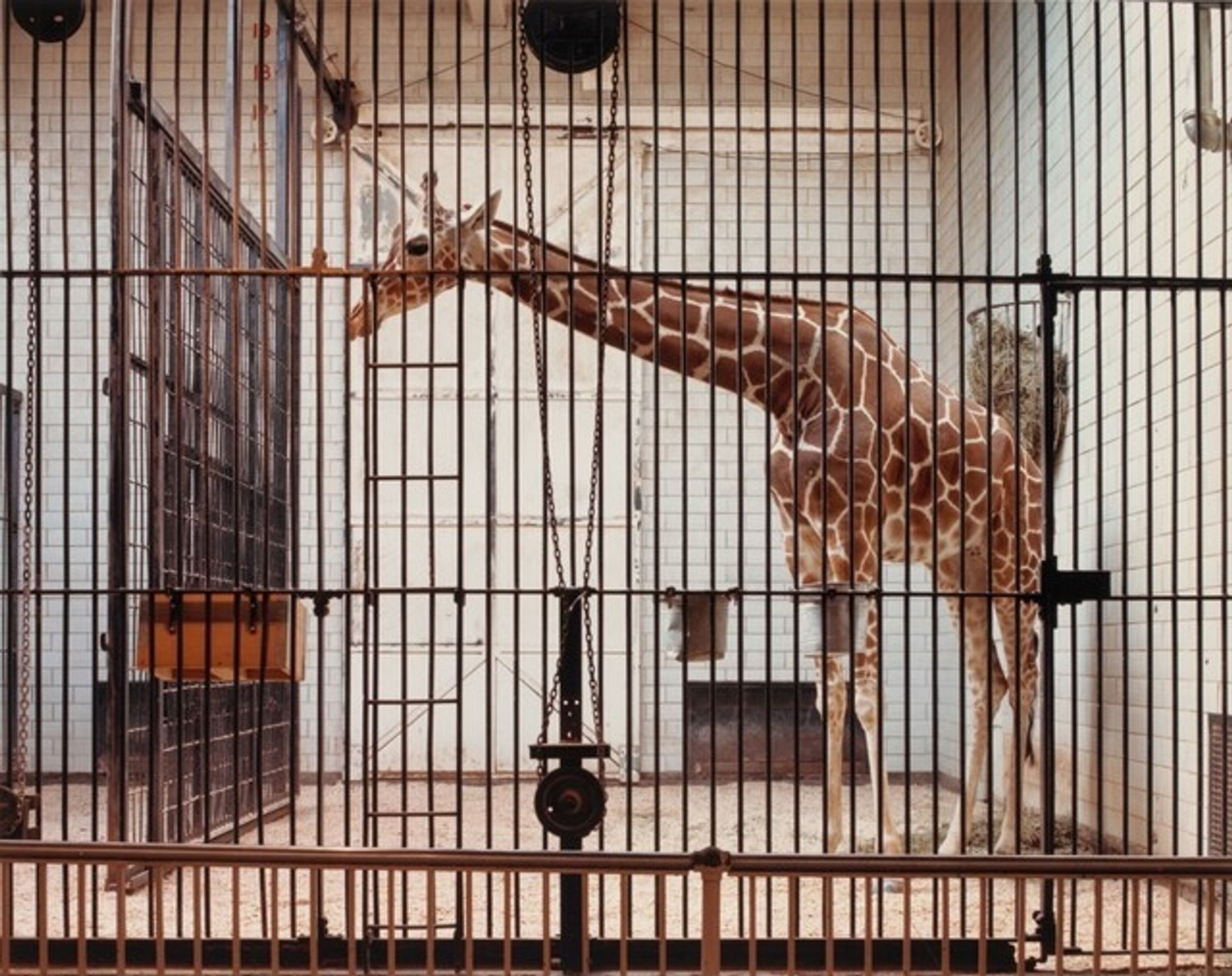 Giraffe, St. Louis Zoological Park by Volker Seding