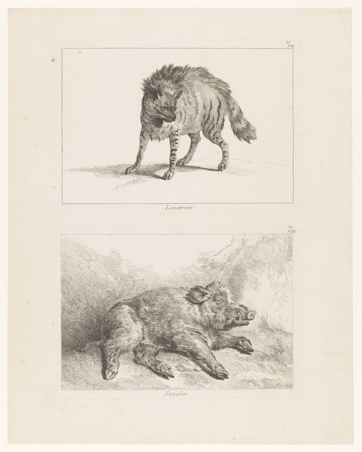 Blad met twee platen: lynx en everzwijn by Johan Eric Rehn
