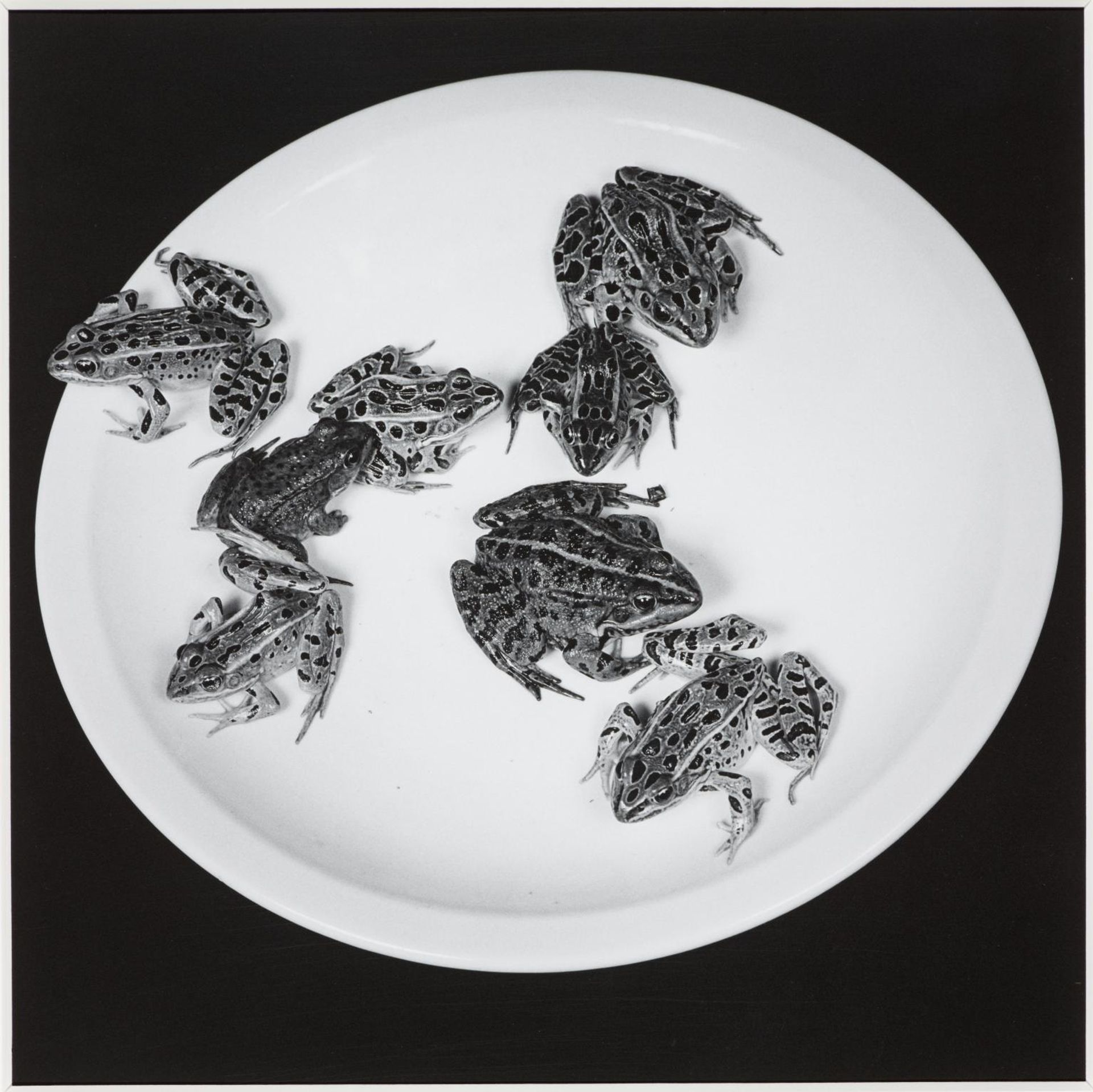 Frogs by  Robert Mapplethorpe