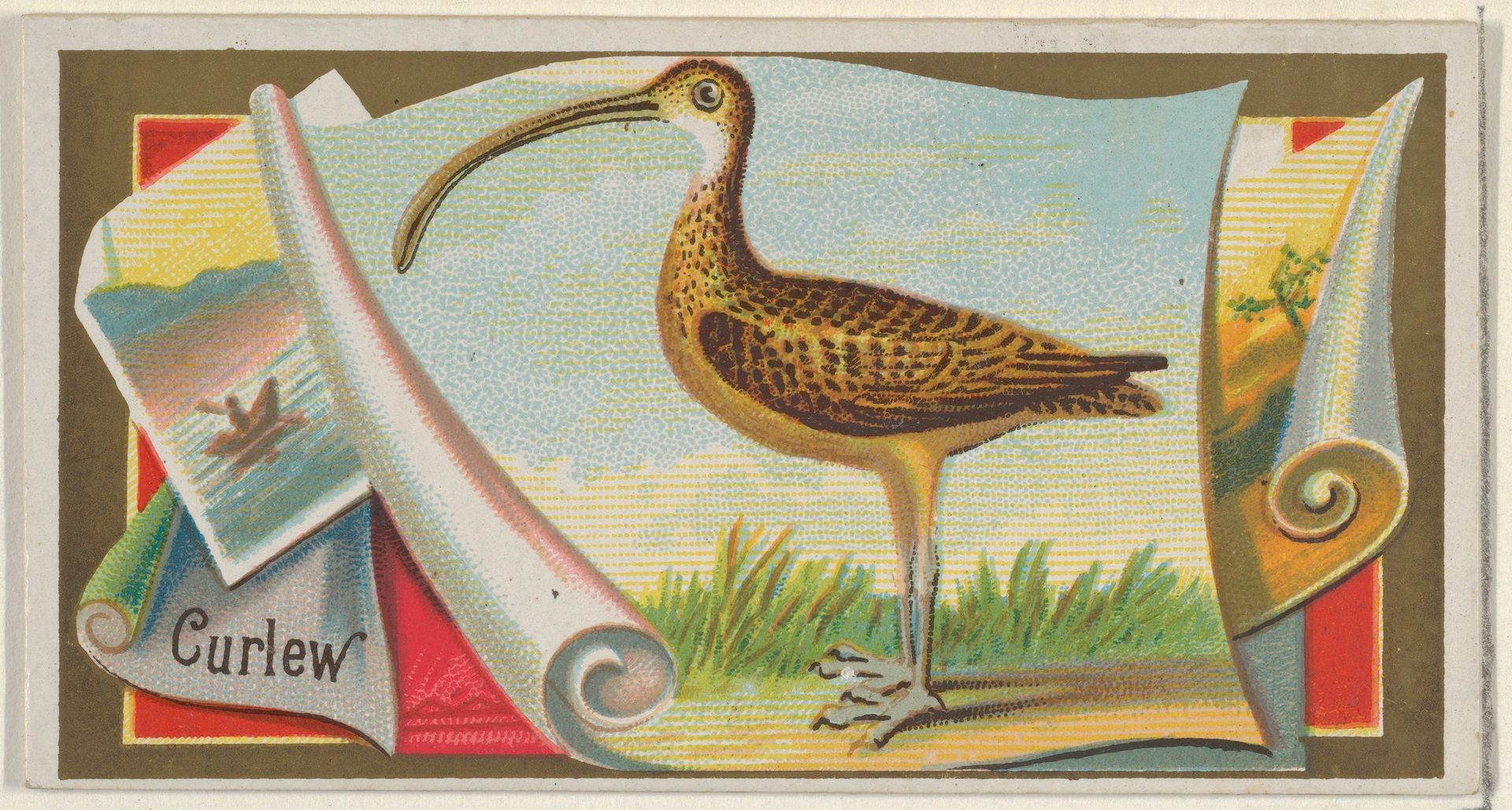 Curlew, from the Game Birds series (N13) for Allen & Ginter Cigarettes Brands by Allen & Ginter