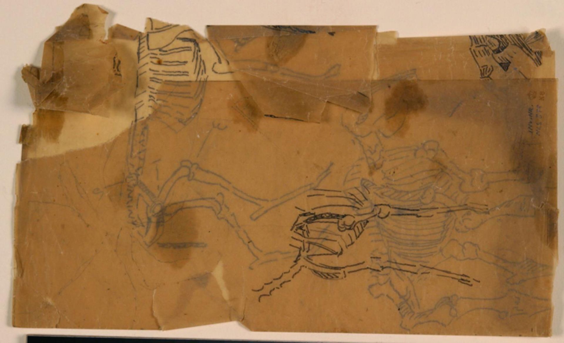 Skitse af dyreskeletter by Niels Larsen Stevns