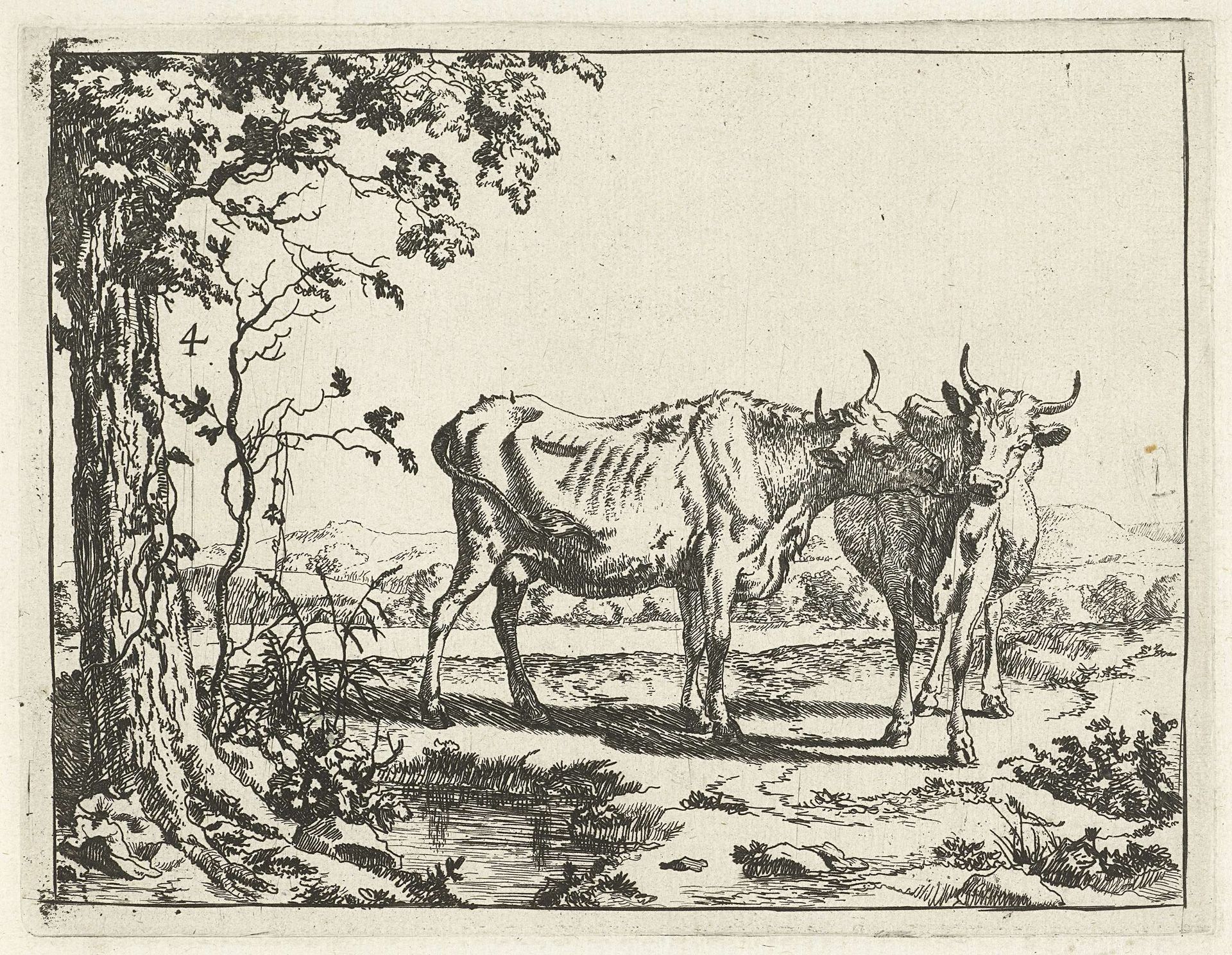 Twee koeien elkaar likkend by Marcus de Bye