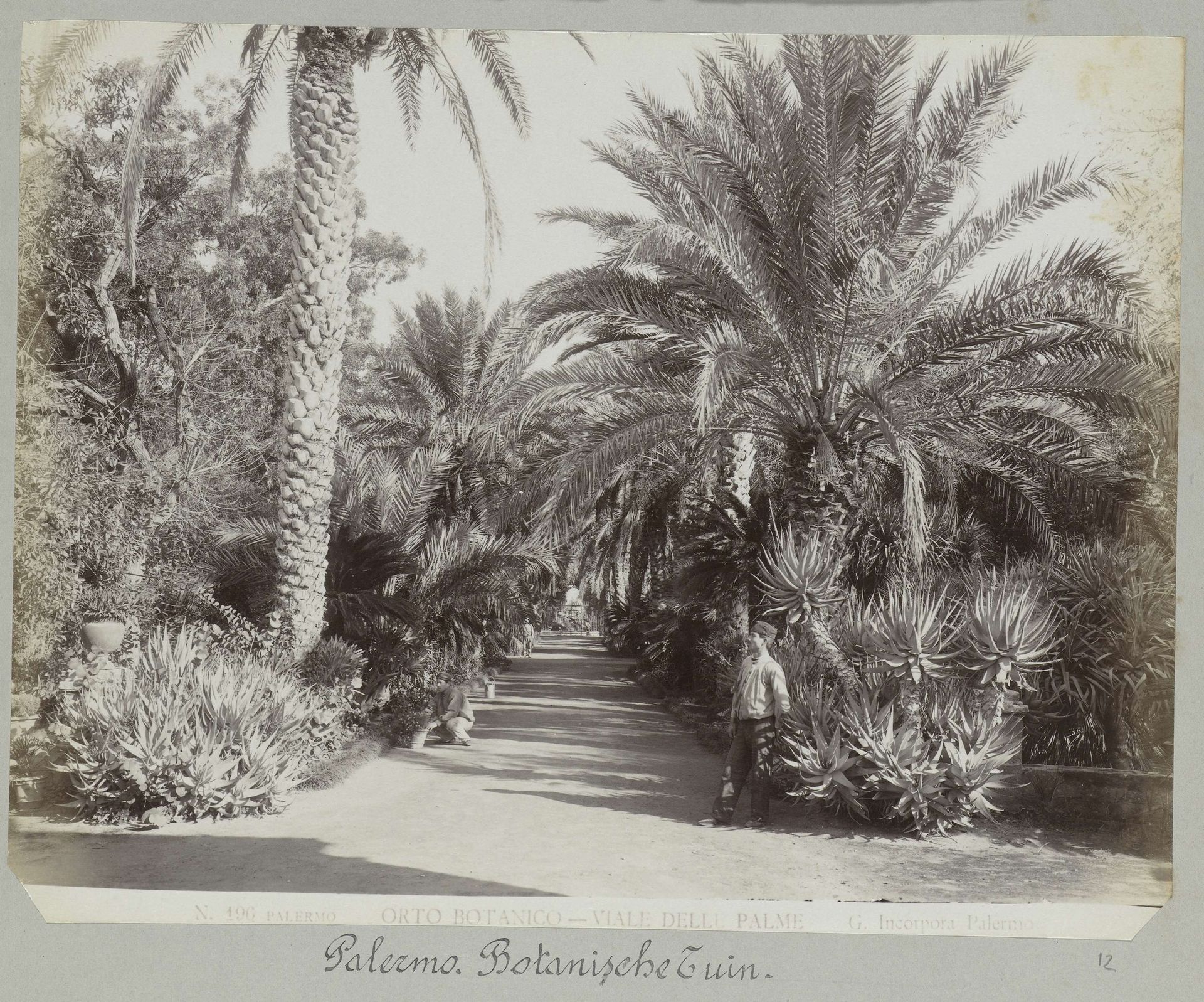 N. 196 Palermo, Orta Botanico- Viale dell palme. by Giuseppe Incorpora