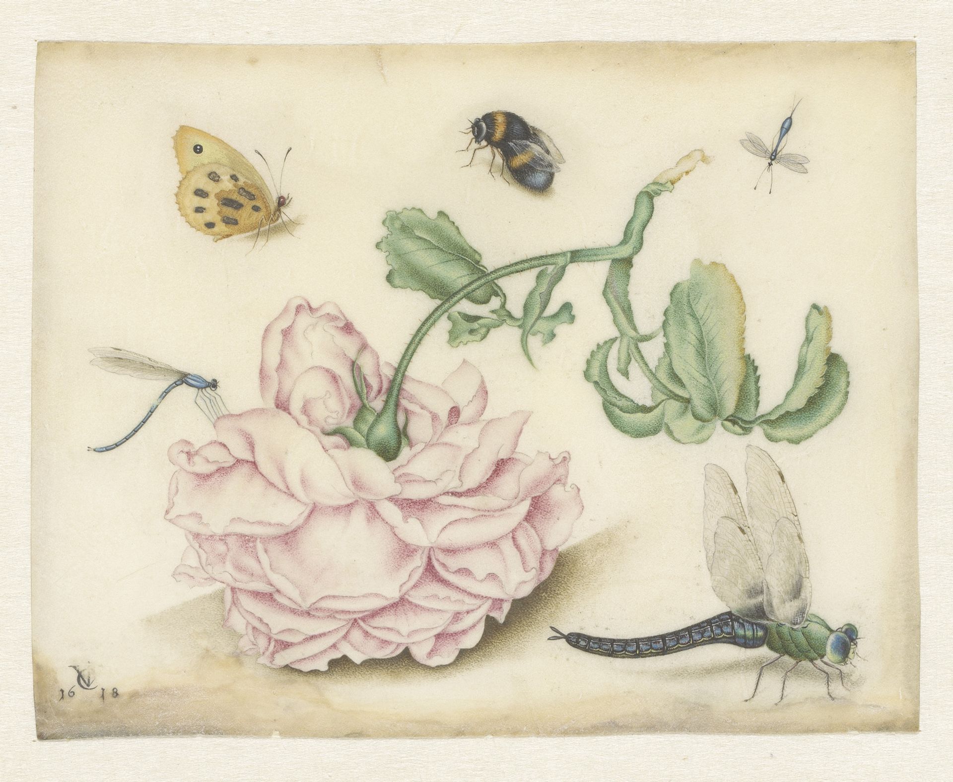 A Rose and Five Insects by Christoffel van den Berghe