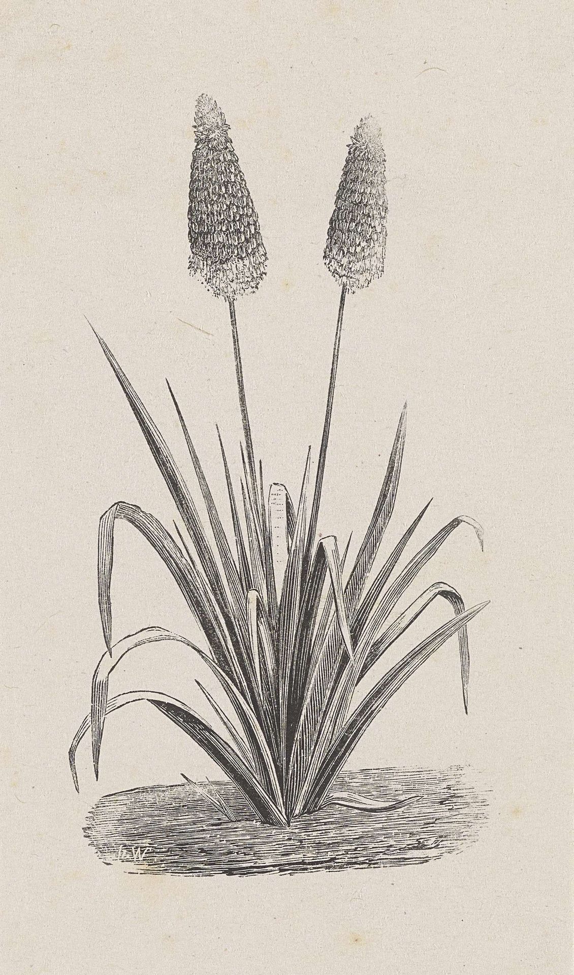 Plant met twee bloemen by Isaac Weissenbruch