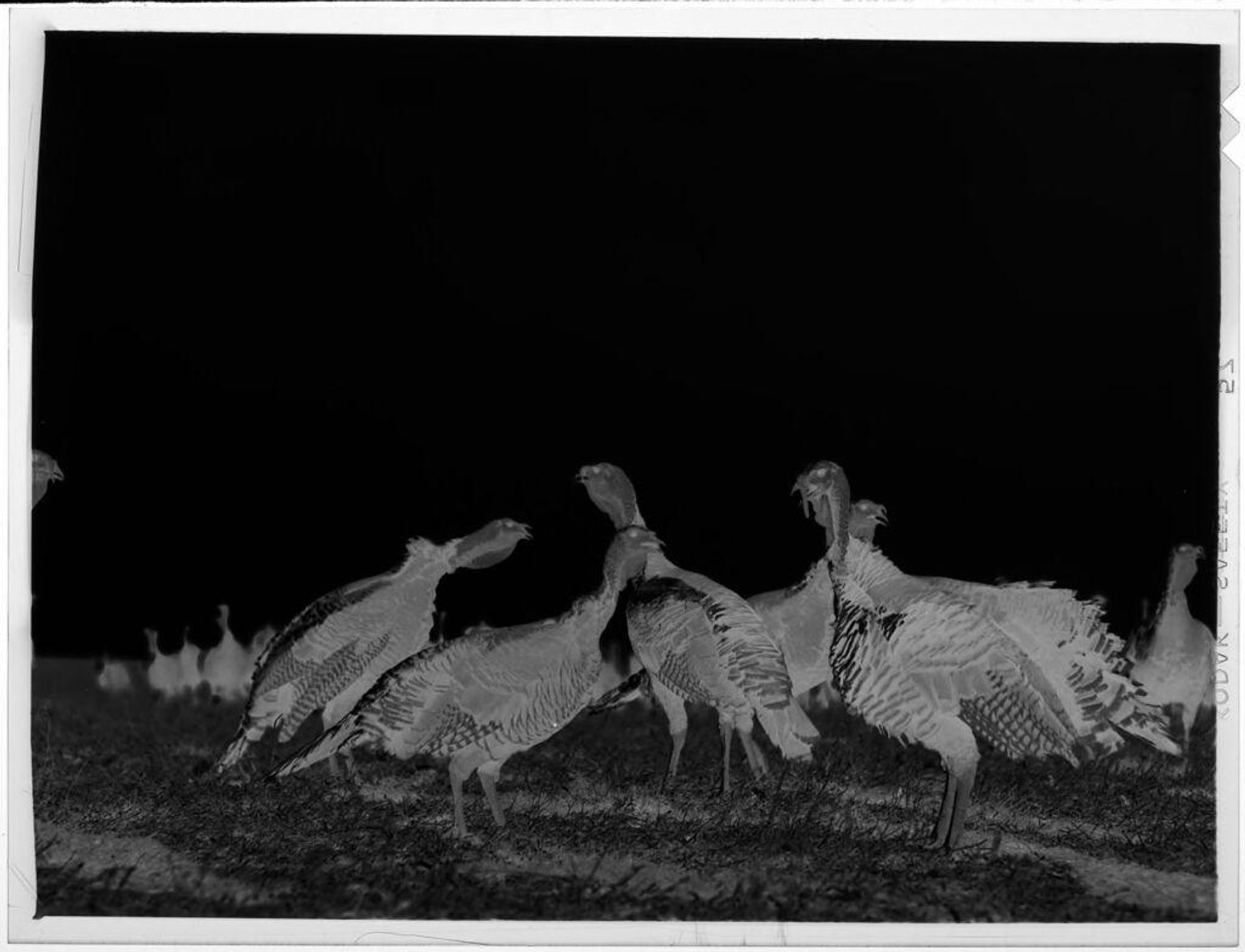Untitled (several turkeys) by Lucian and Mary Brown