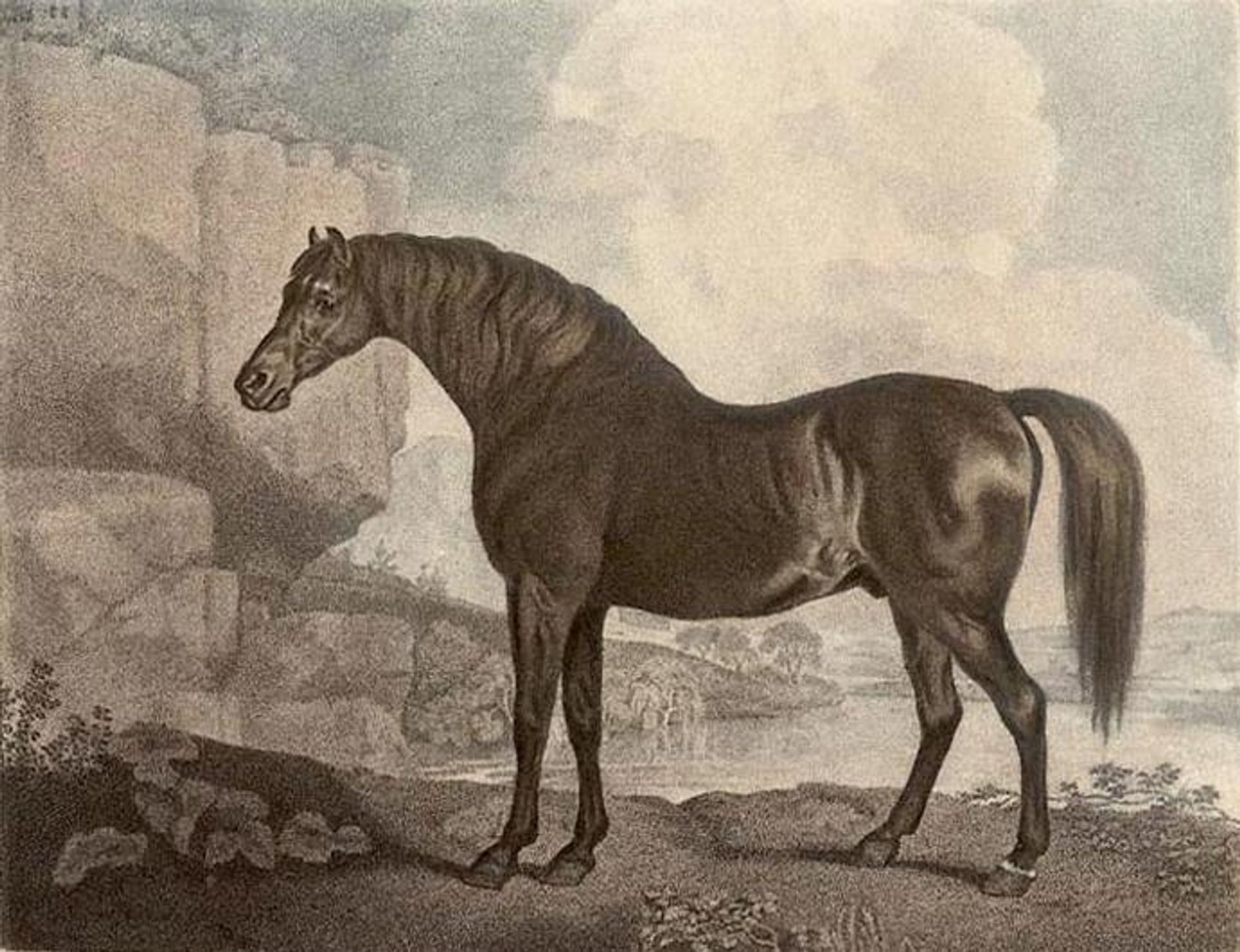 Marske Horse by George Stubbs