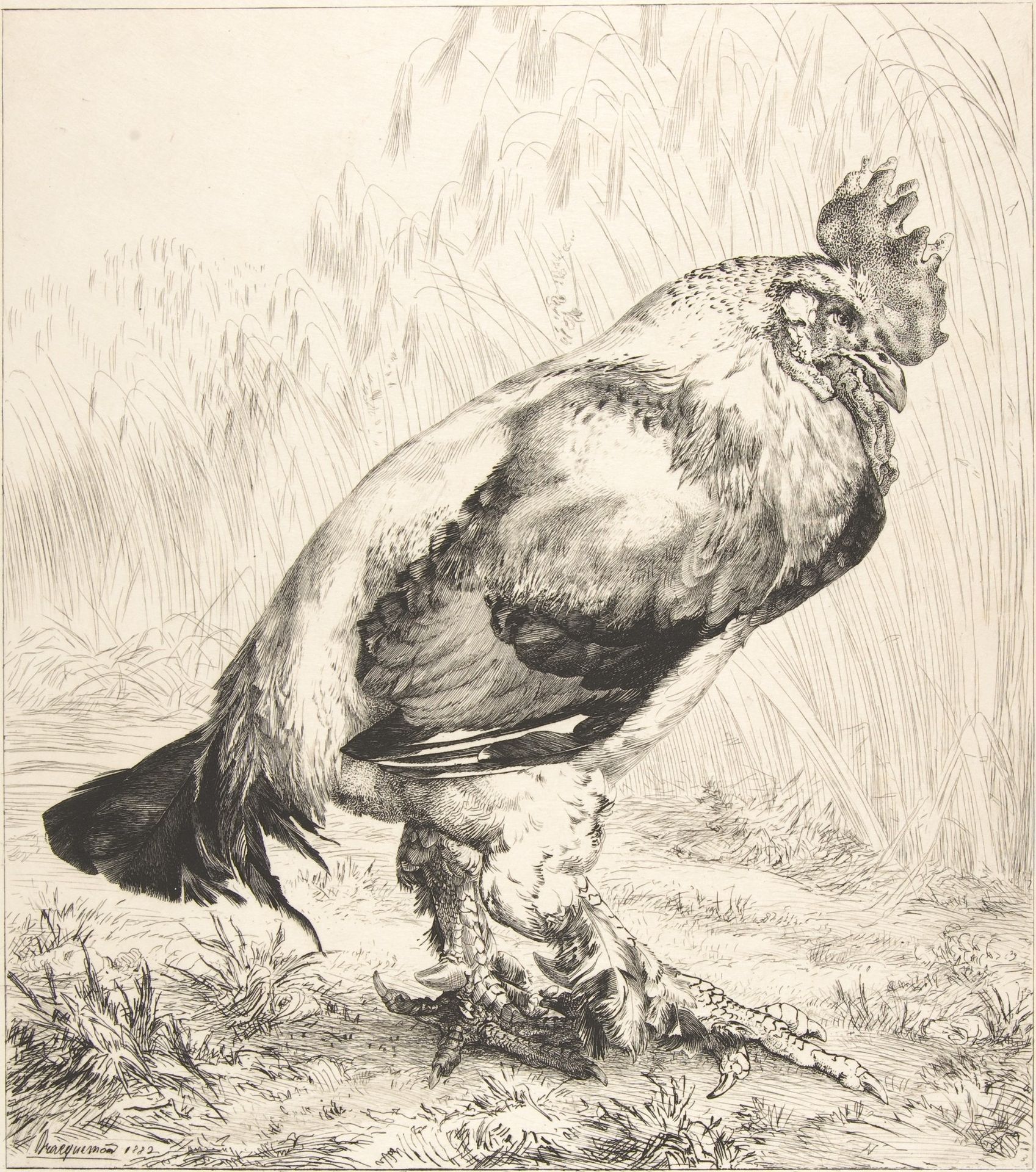 The Old Cock by Félix Bracquemond