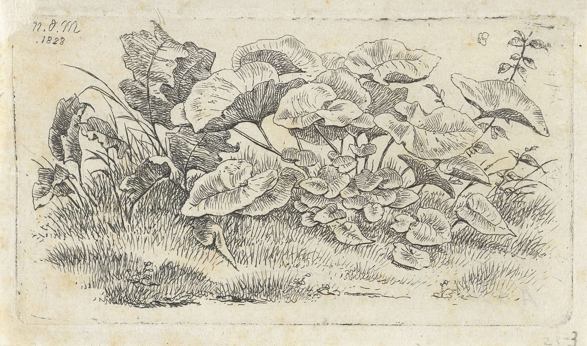 Planten by Anthonie Willem Hendrik Nolthenius de Man