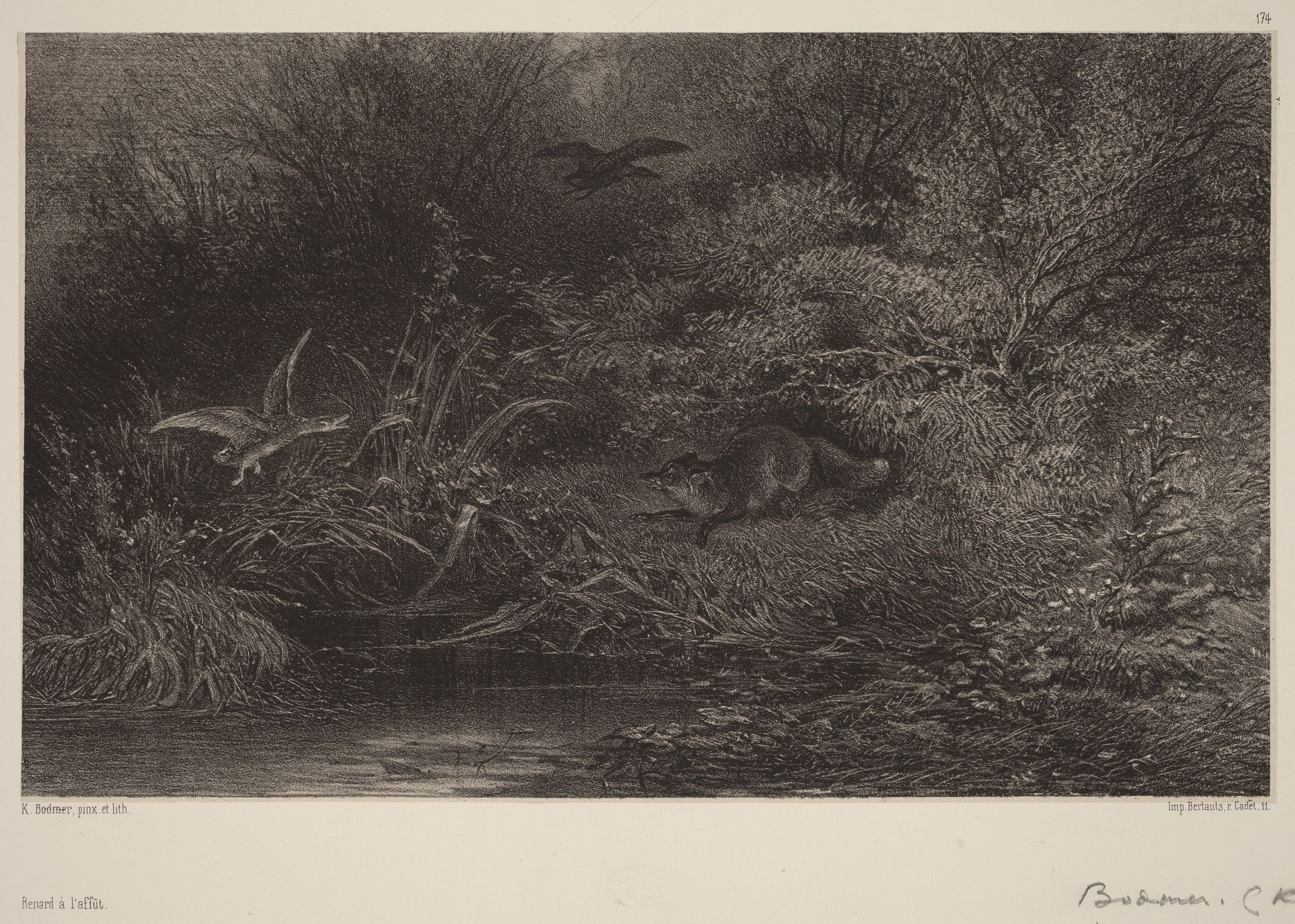 Renard à l'affût by Karl Bodmer