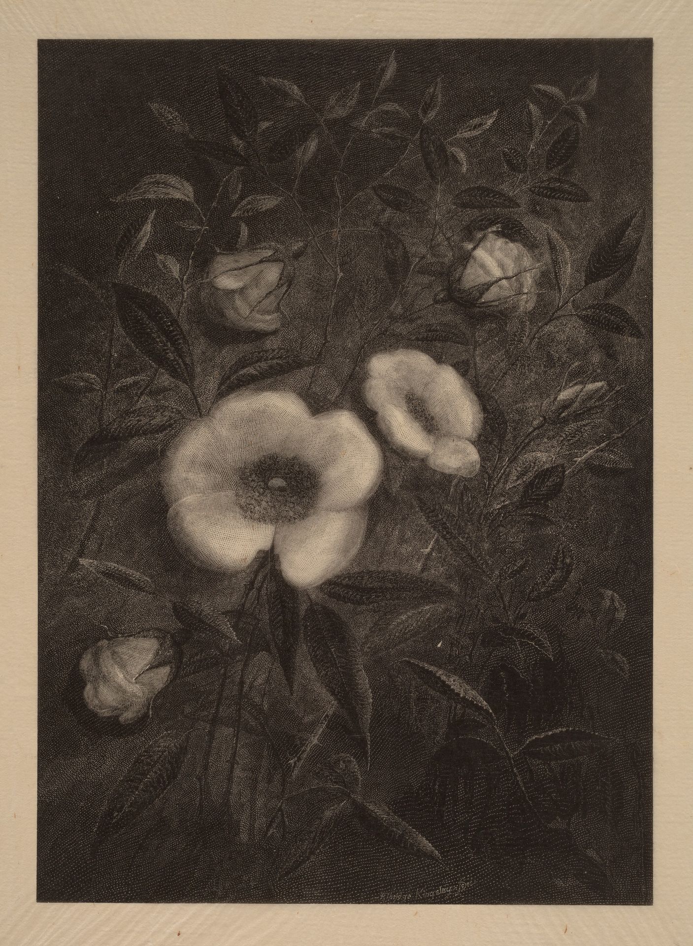 Wild Roses by Elbridge Kingsley