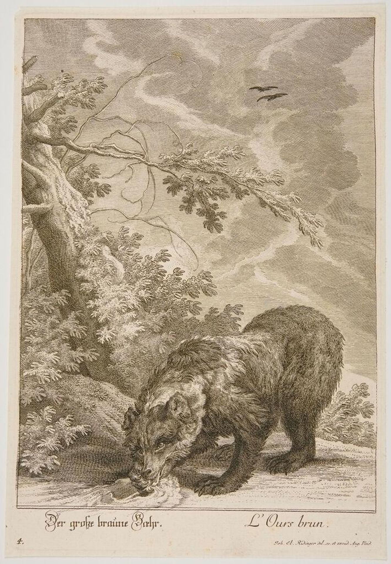 Brown Bear by Johann Elias Ridinger