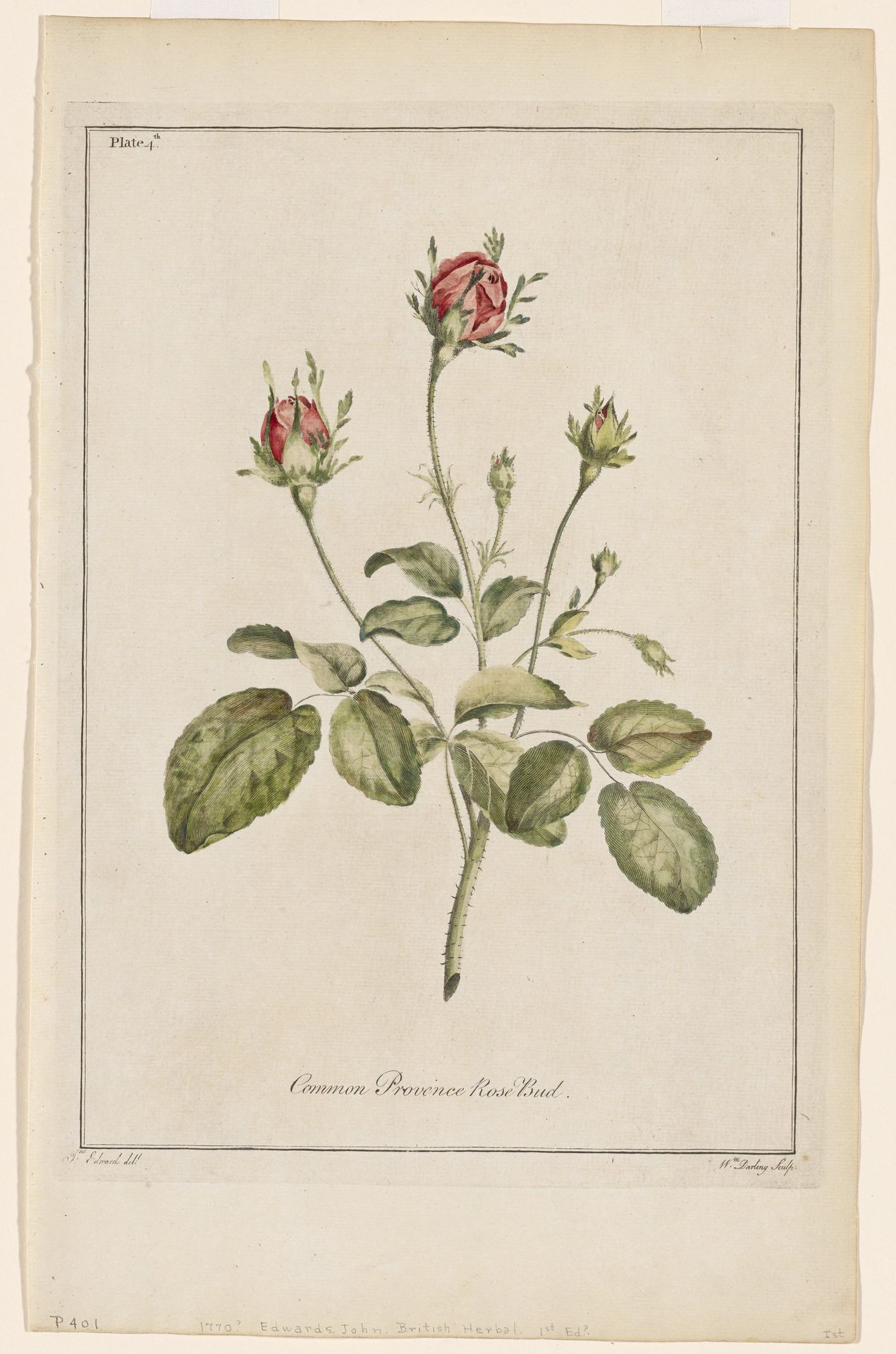 Common Provence Rose Bud by Anonymous