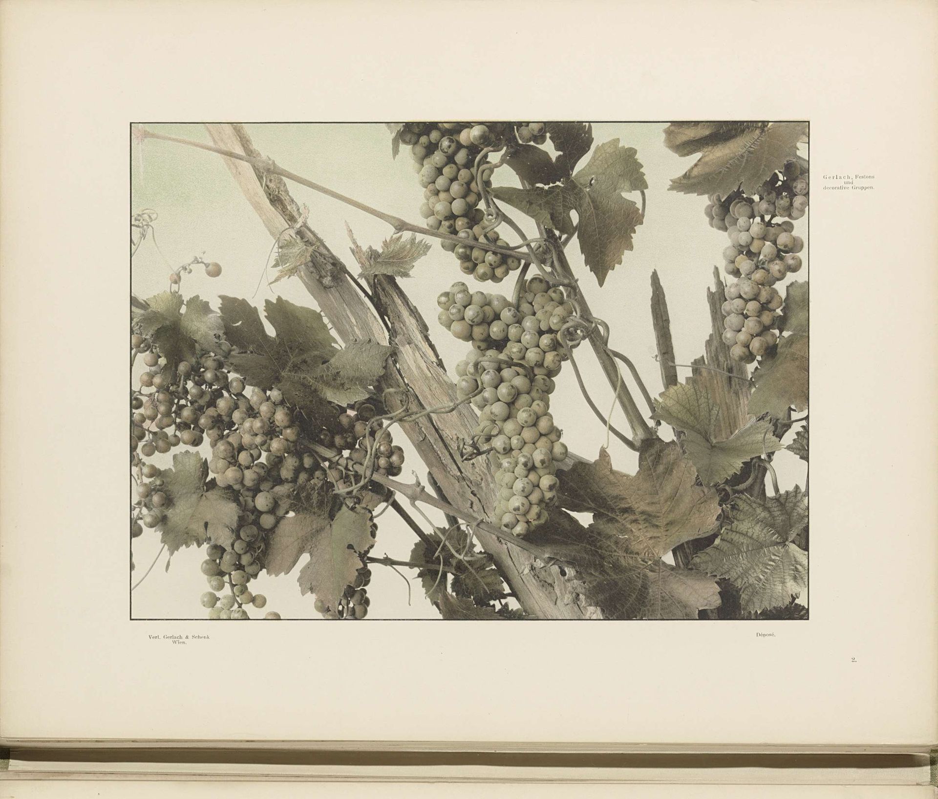 Druivenranken by Anonymous