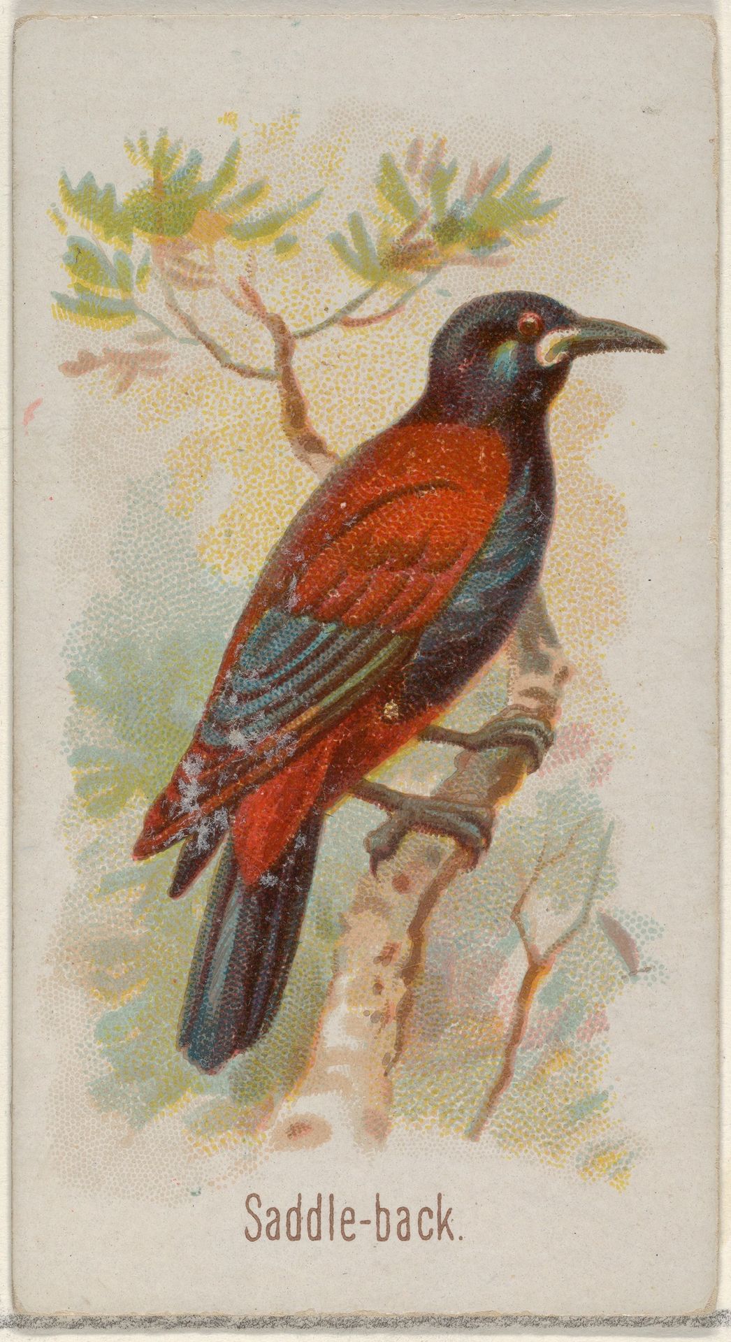 Saddle-back, from the Song Birds of the World series (N23) for Allen & Ginter Cigarettes by Allen & Ginter