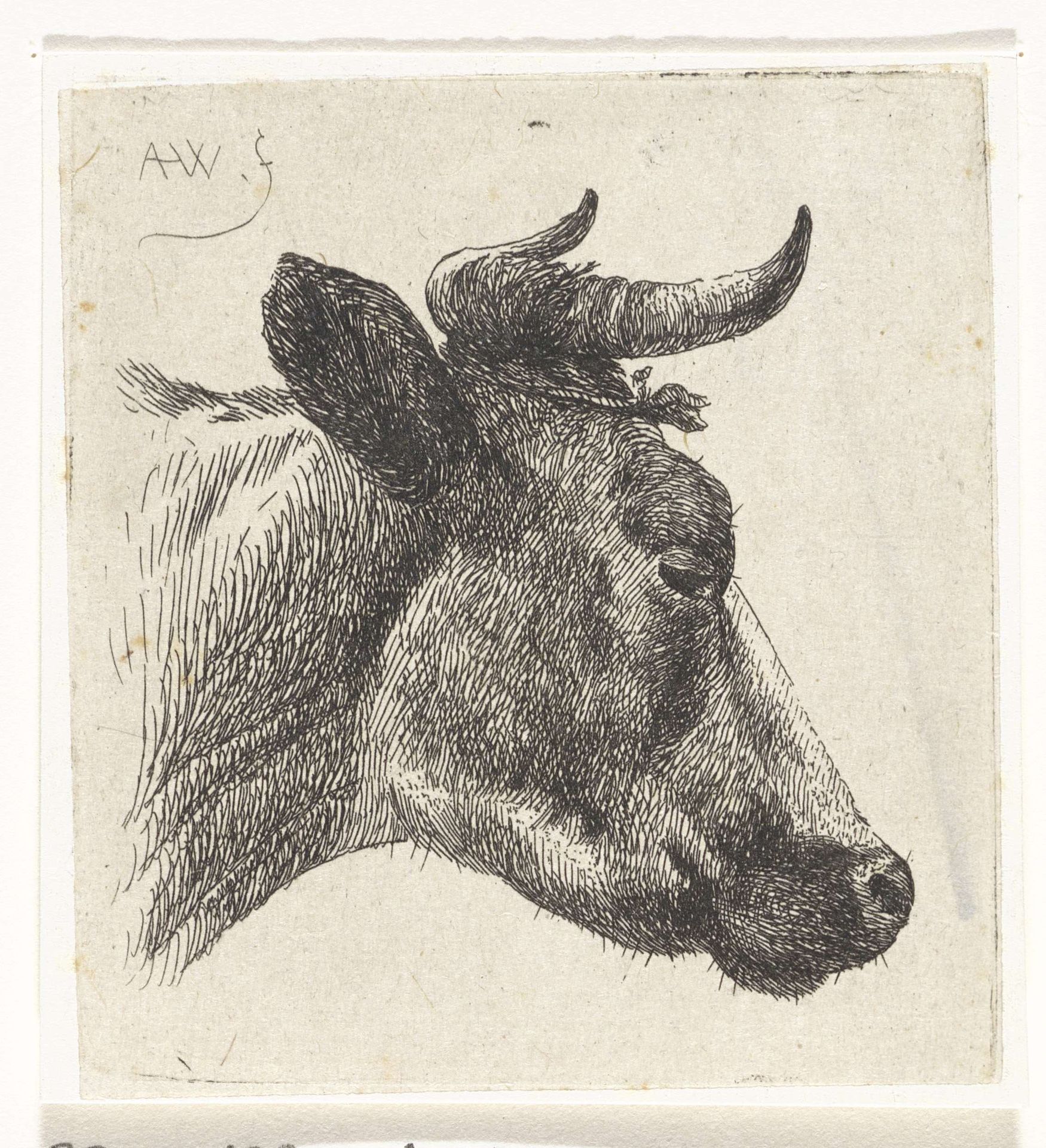 Koeienkop, naar rechts gewend by Abraham Hendrik Winter