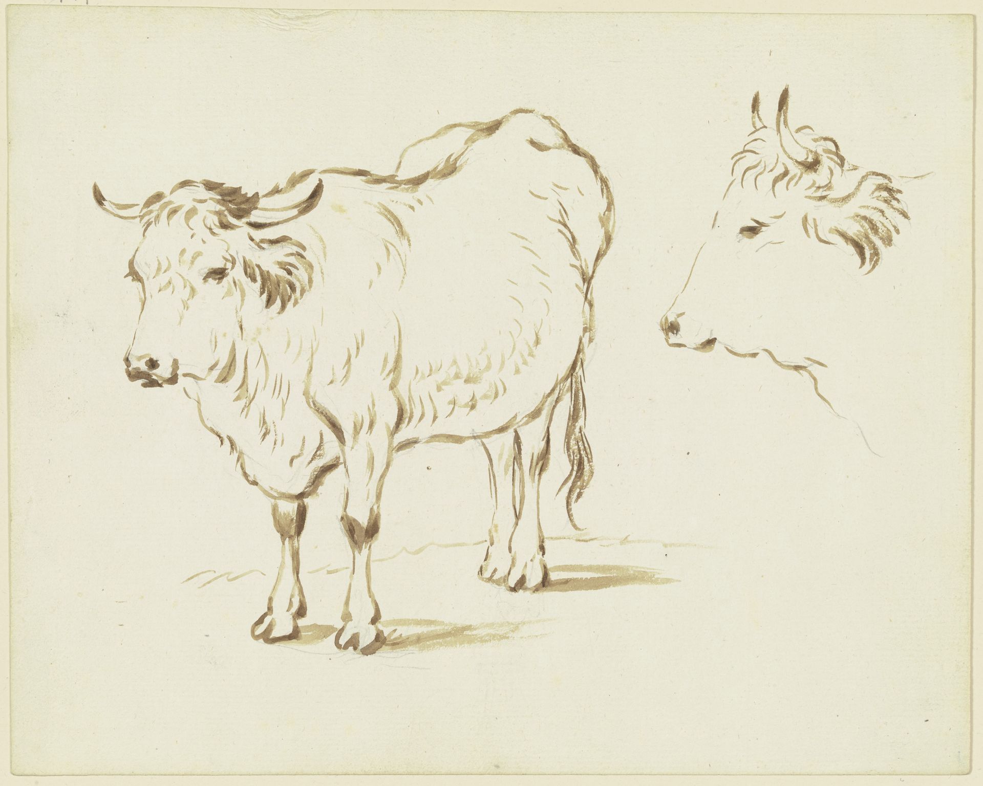 Stehendes Rind in Verkürzung nach links, rechts Rinderkopf im Profil nach links by Friedrich Wilhelm Hirt