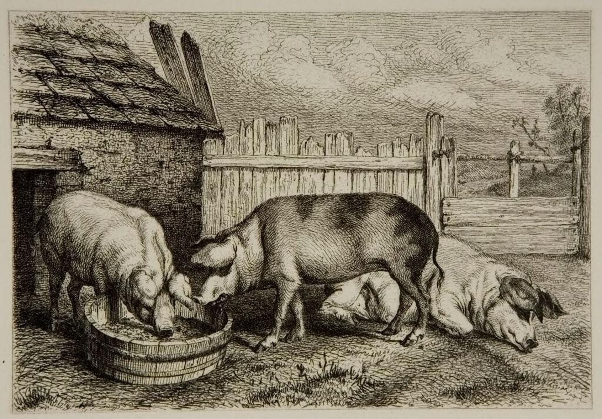 Three Pigs by Karl Bodmer
