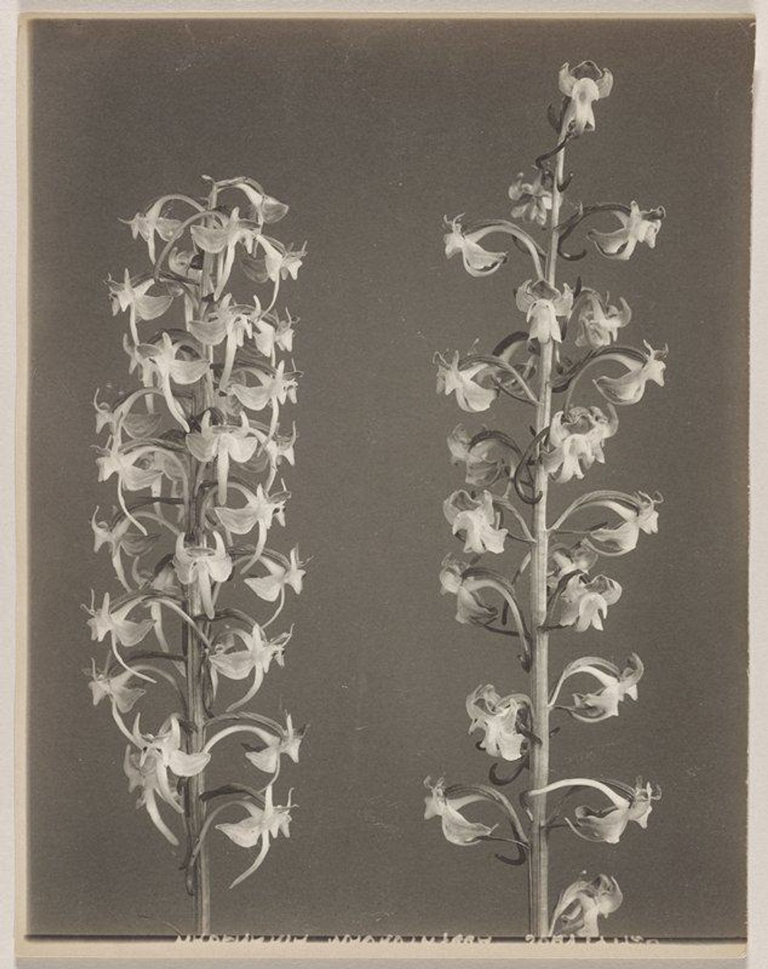 Habenaria macrophylla- Large Round-leaved Orchid by Edwin Hale Lincoln