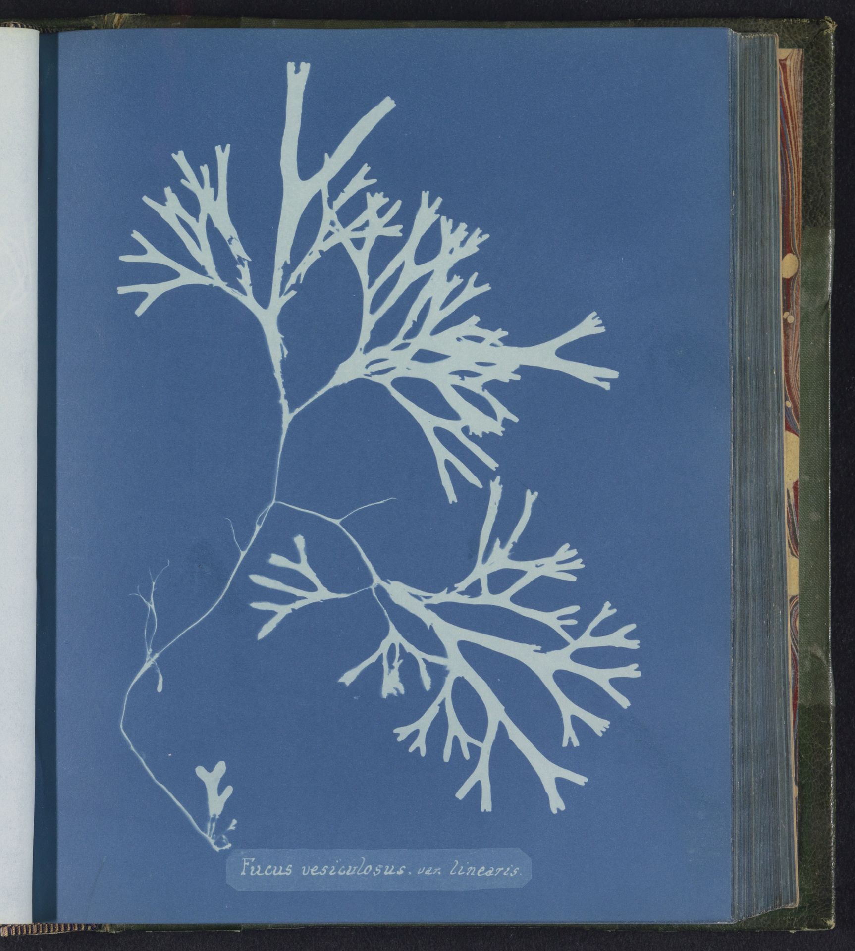 Fucus vesiculosus. var. linearis by Anna Atkins