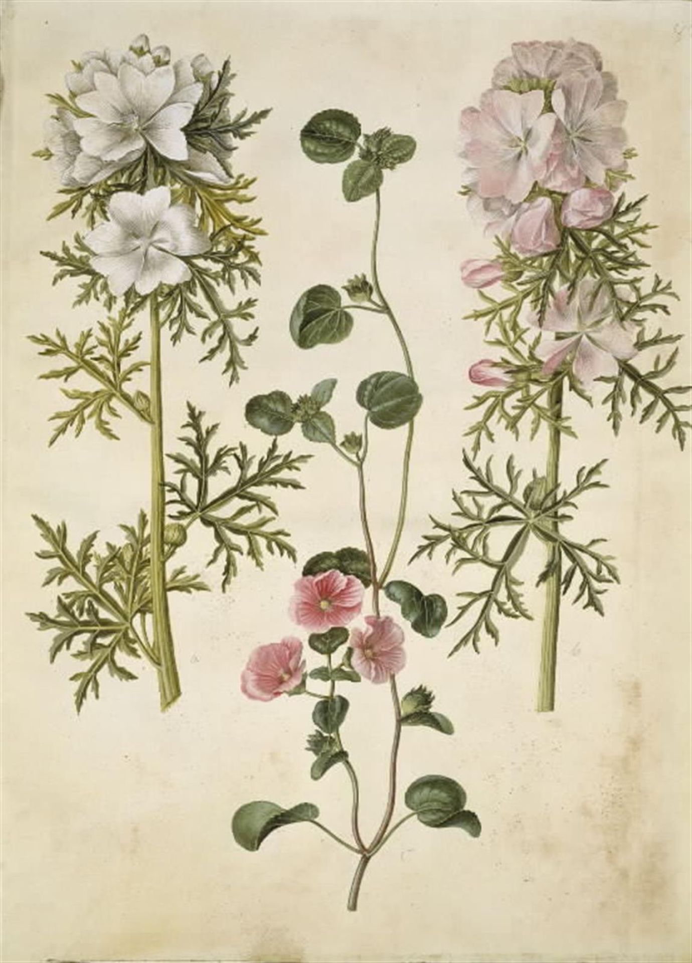 Malva moschata (moskus-katost); Malva eller Malope (art af katost eller malope) by Hans Simon Holtzbecker