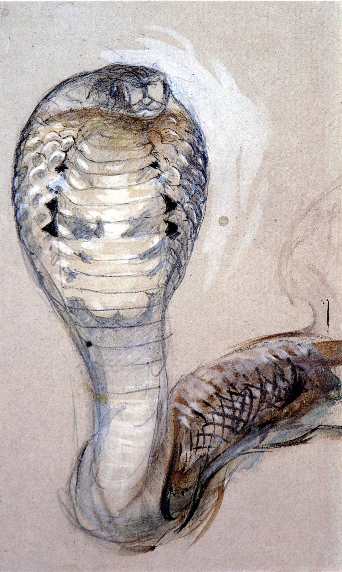 Full Face of Cobra by John Ruskin