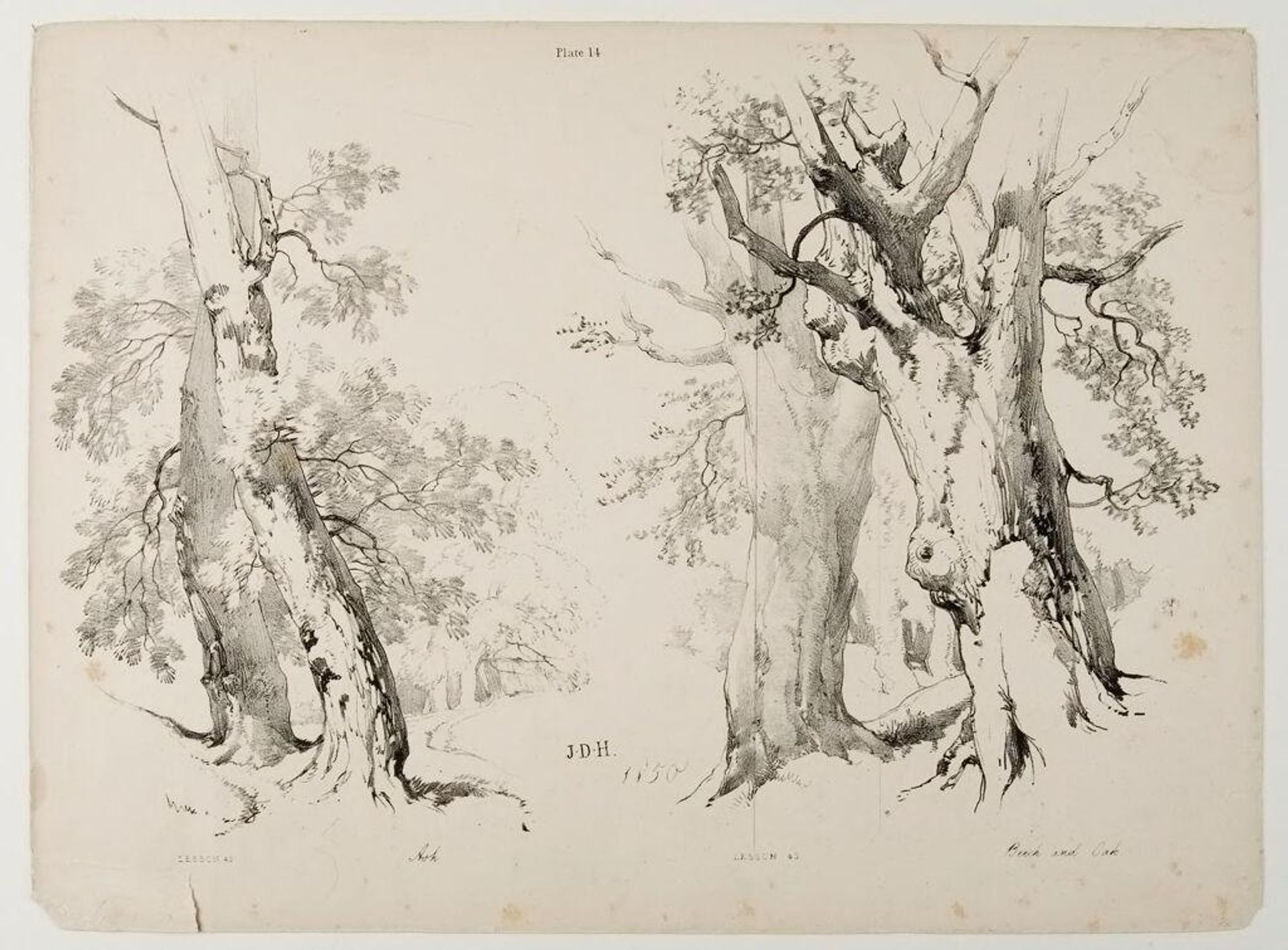 Ash, Beech and Oak by James Duffield Harding