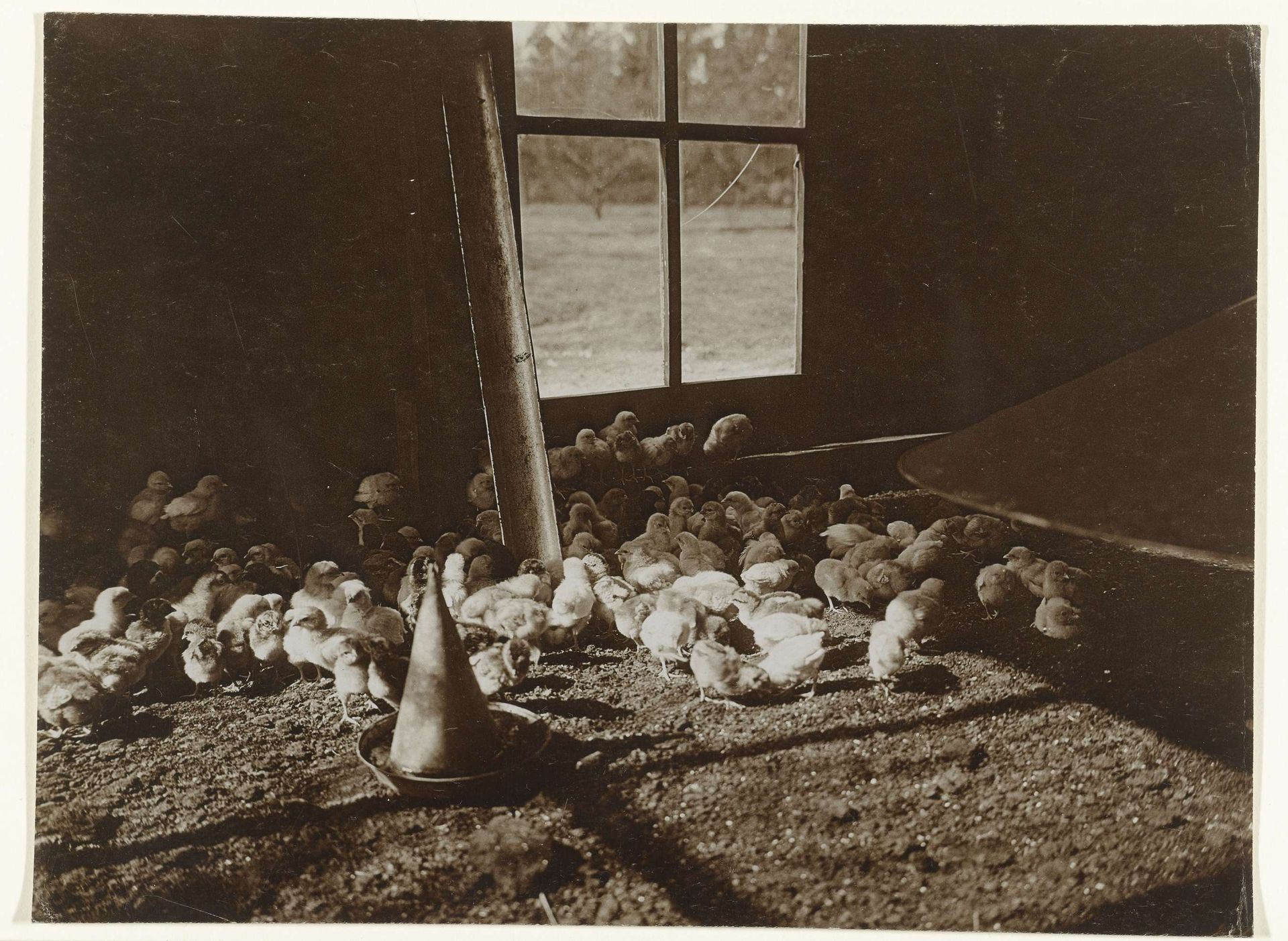 Kuikens in een hok by Richard Tepe