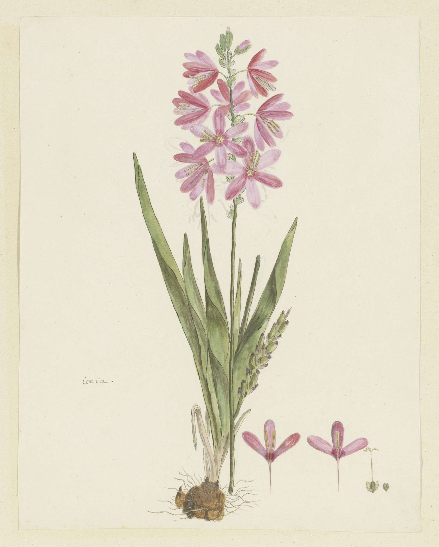 Ixia patens Aiton by Robert Jacob Gordon