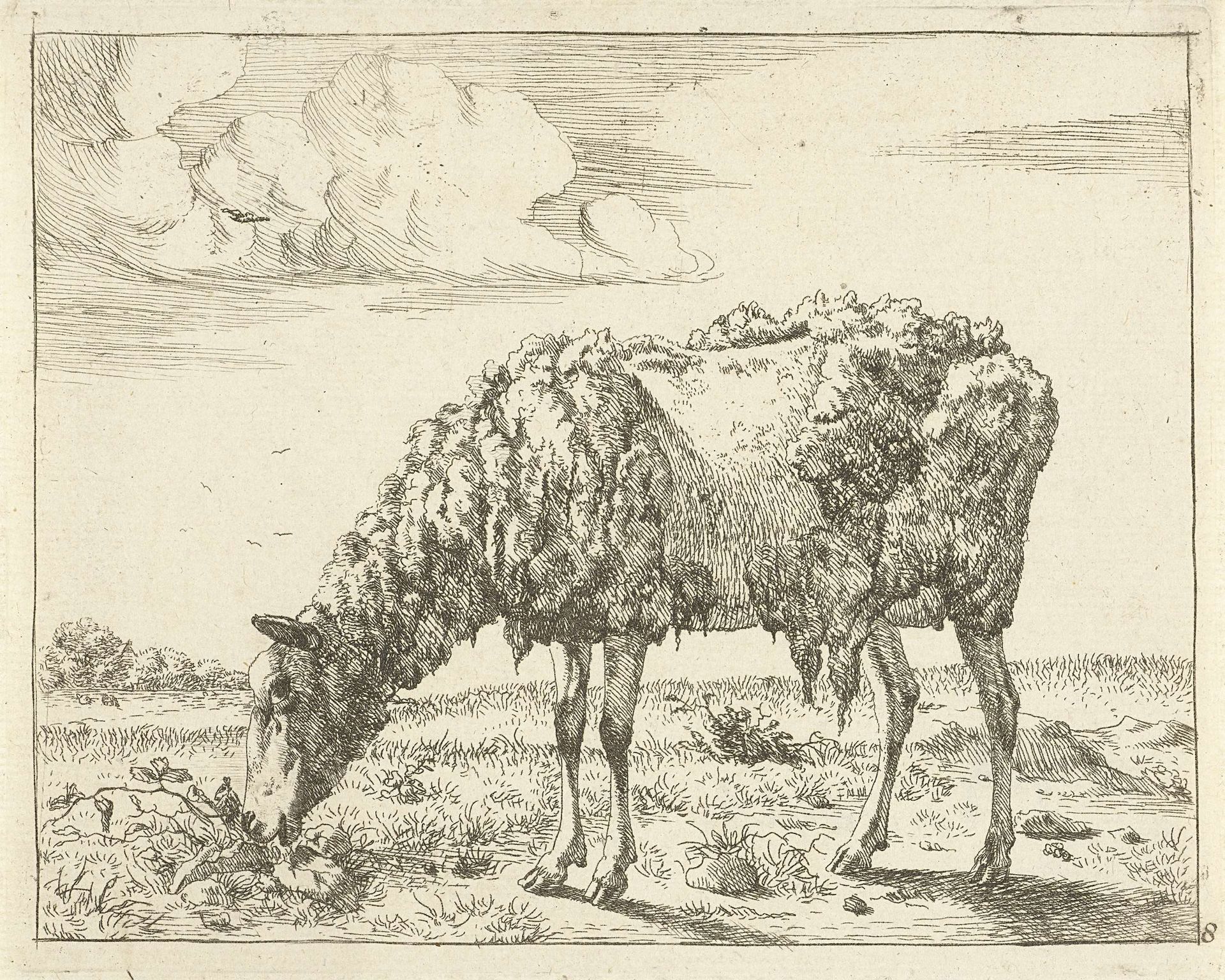 Schaap by Marcus de Bye