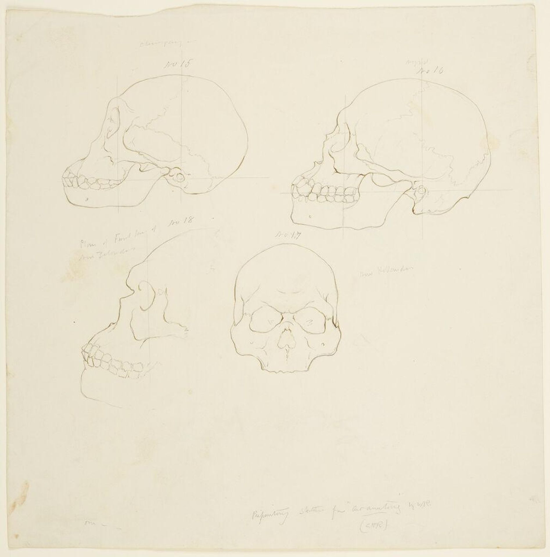 Primate Skulls, for "Art Anatomy;" verso: Horses' Hind Quarters by William Rimmer