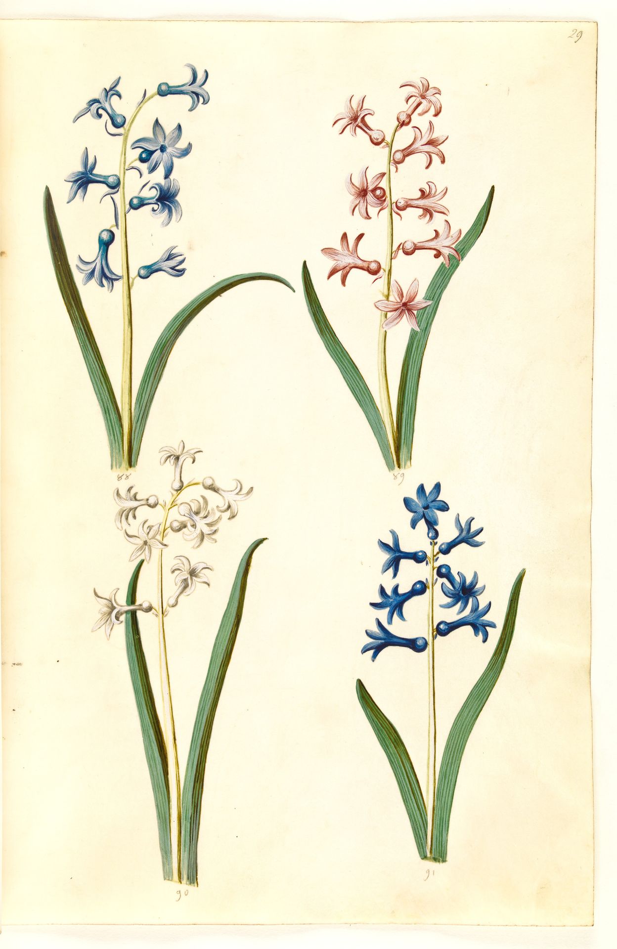 Hyacinthus orientalis (almindelig hyacint) by Hans Simon Holtzbecker