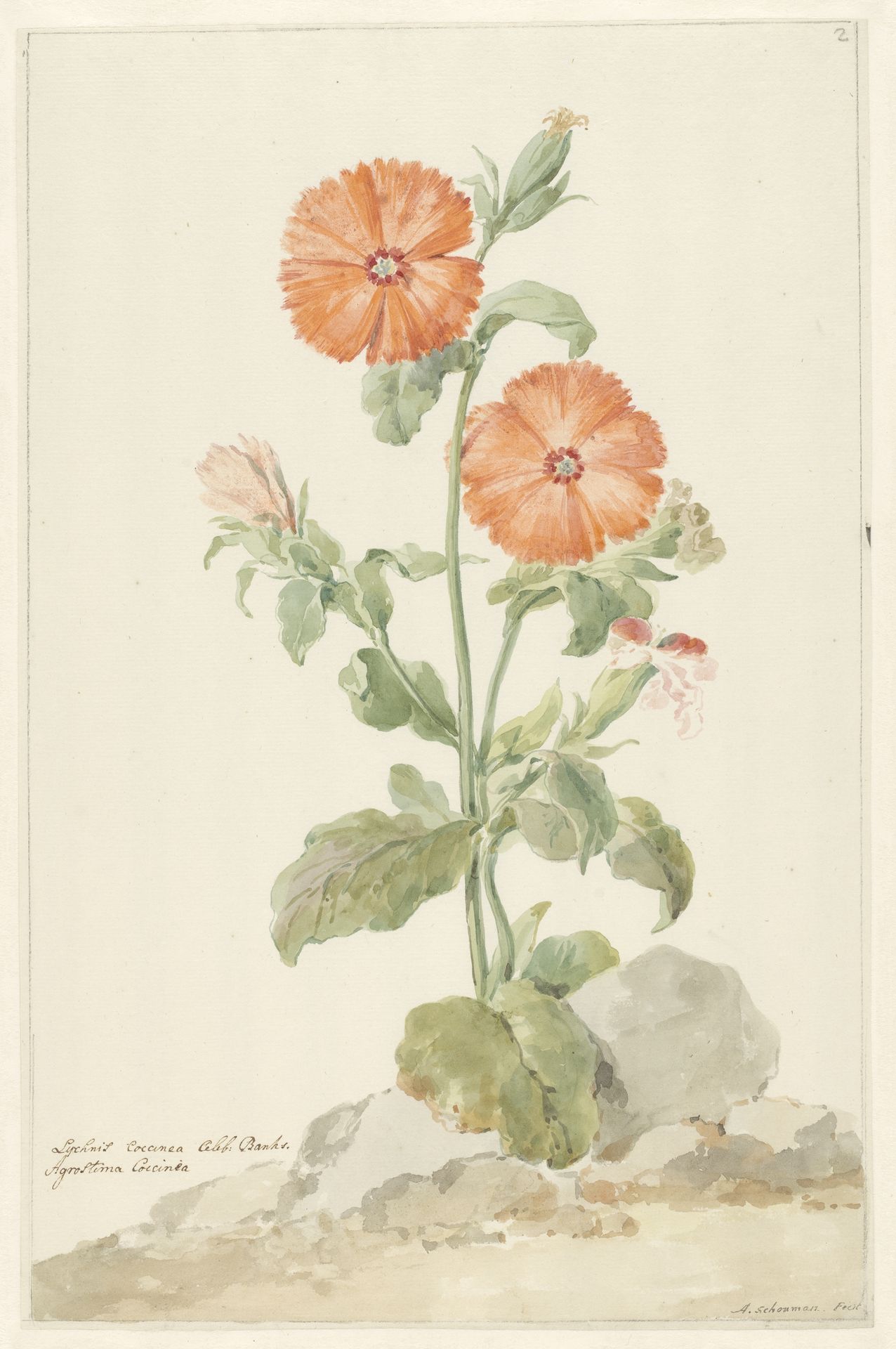 Oranje koekoeksbloem in landschap by Aert Schouman