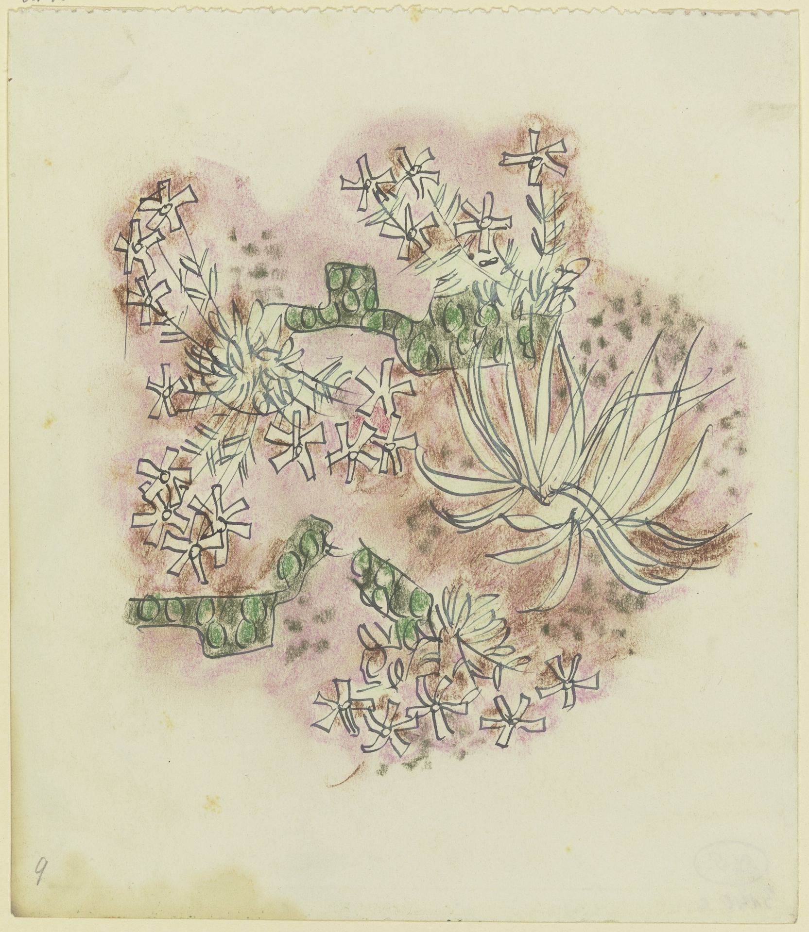 Study of plants by August Babberger