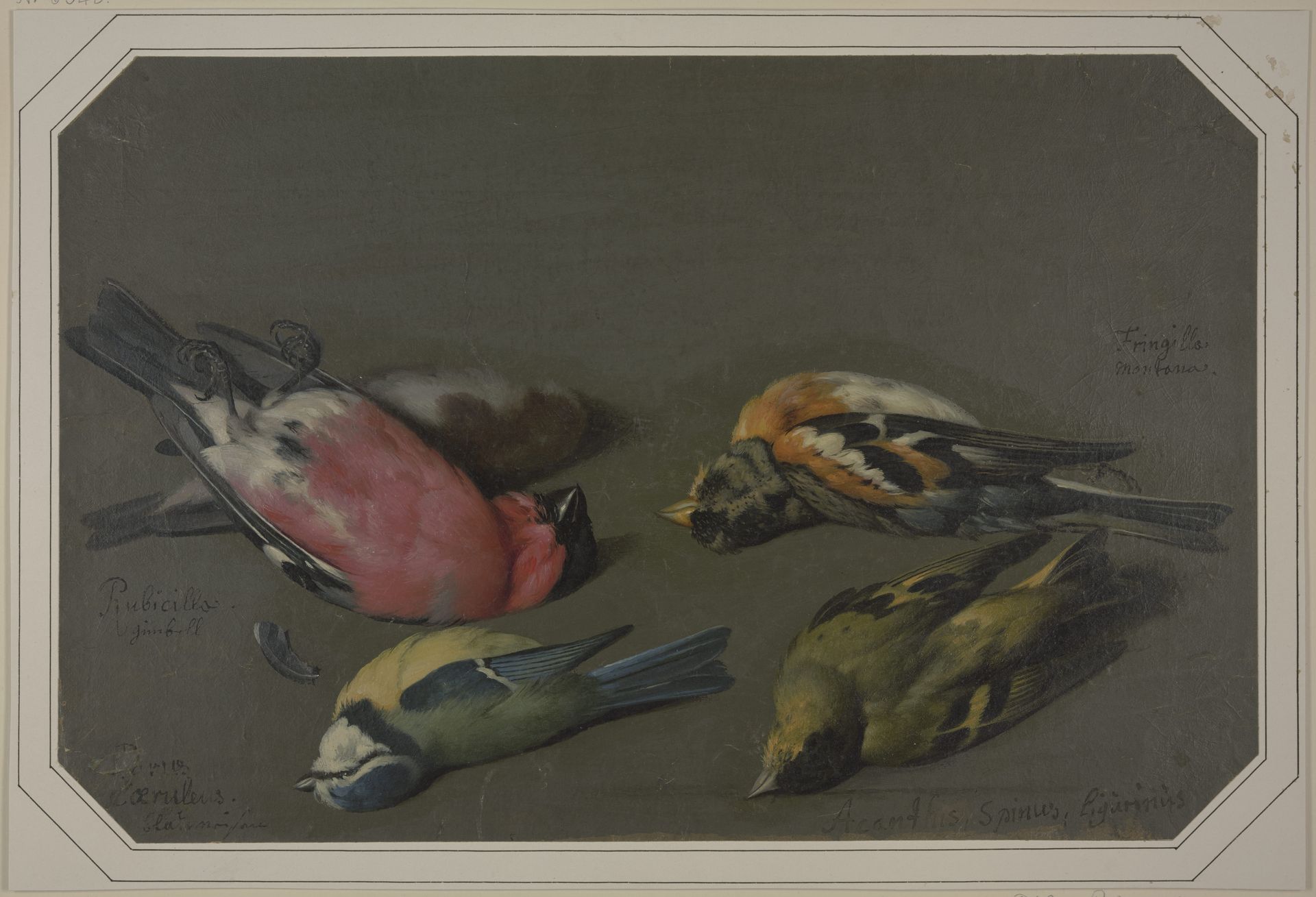 Five dead birds by Philipp Ferdinand de Hamilton