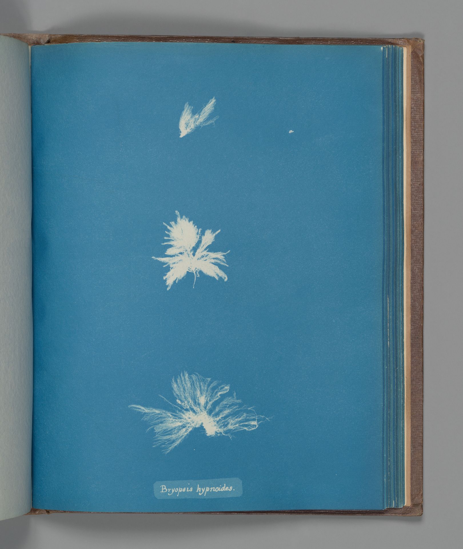 Bryopsis hypnoides by Anna Atkins