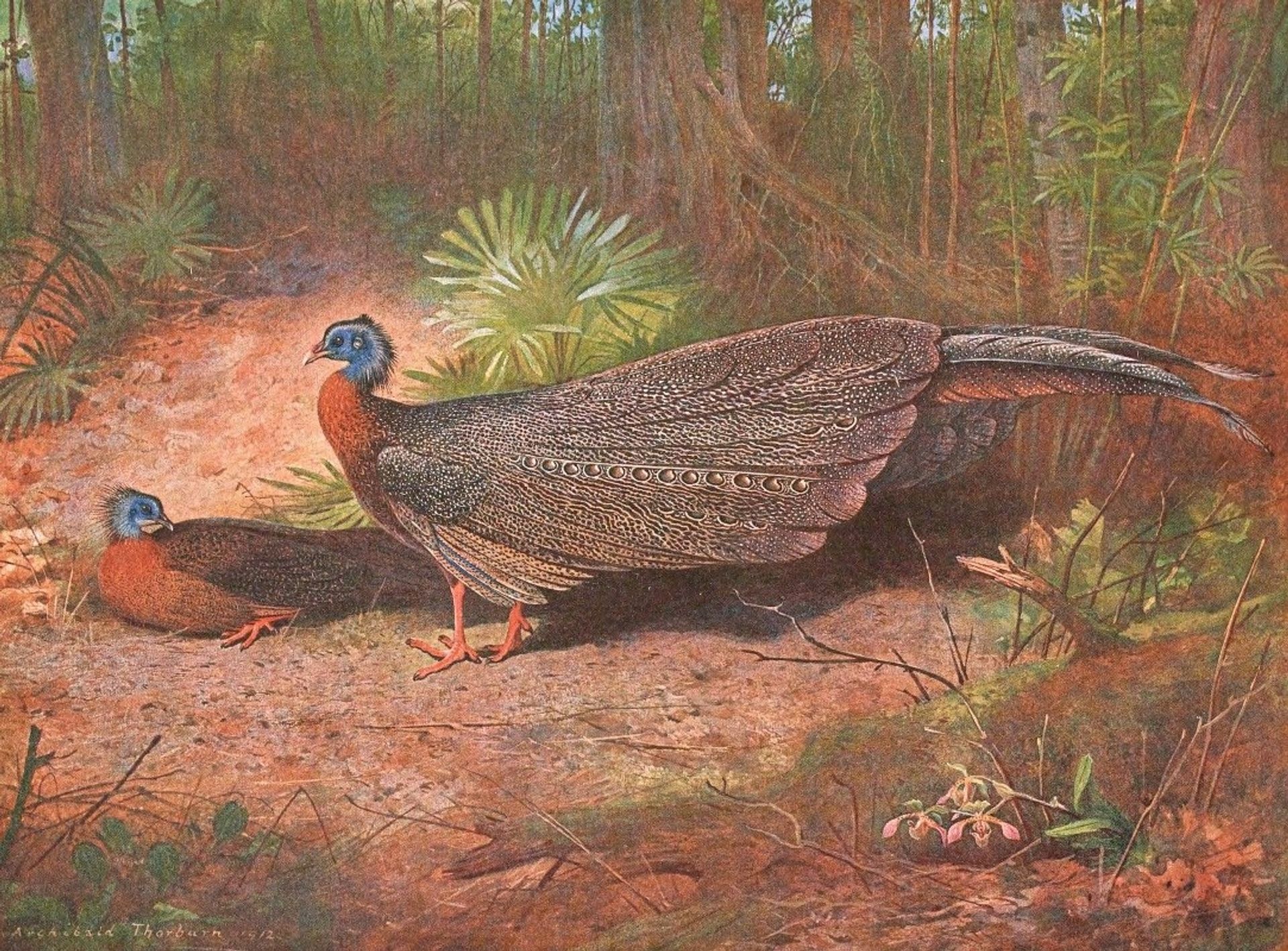 Bornean Argus Pheasant by Archibald Thorburn
