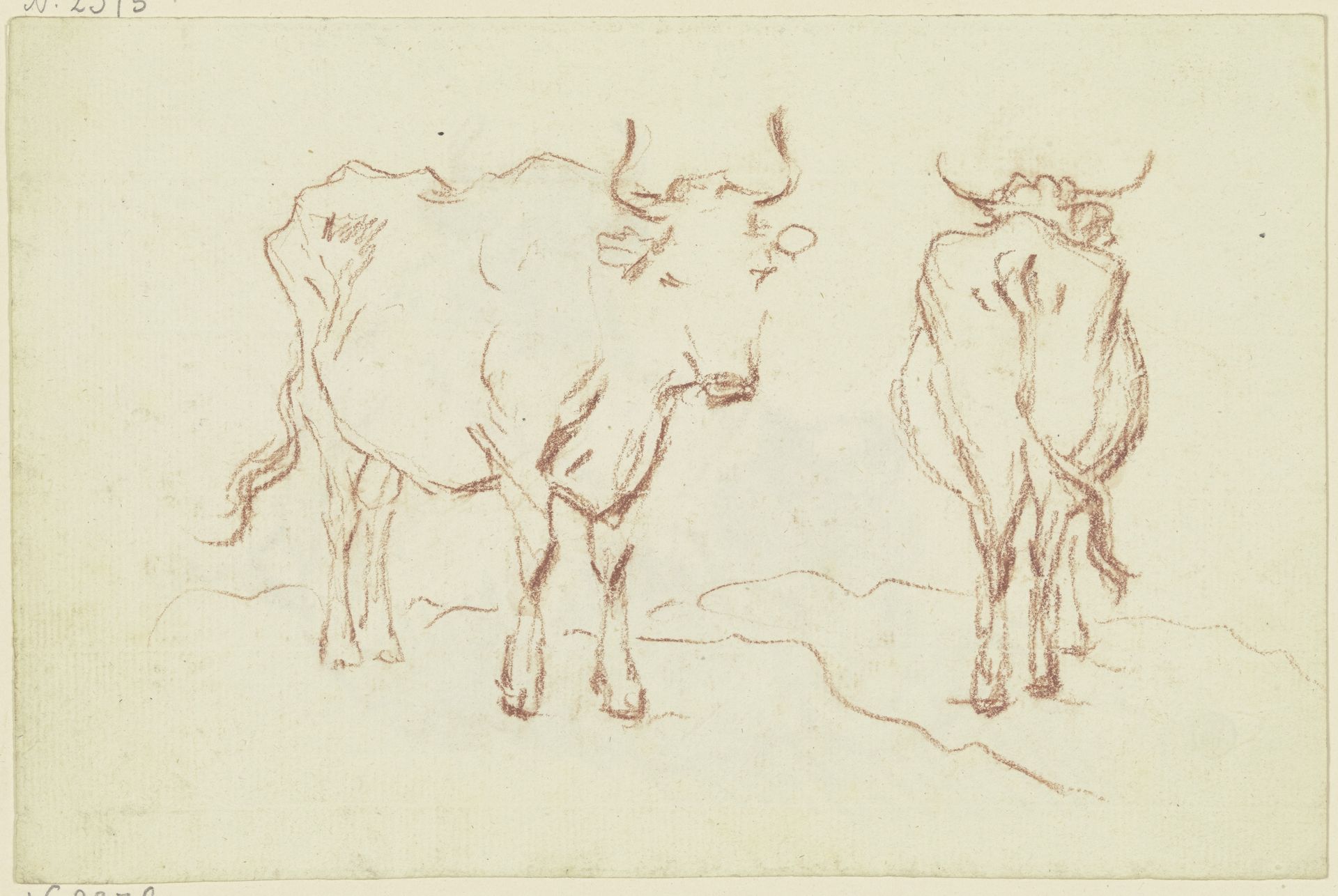 Zwei Rinder, eines en face, eines rückansichtig by Friedrich Wilhelm Hirt