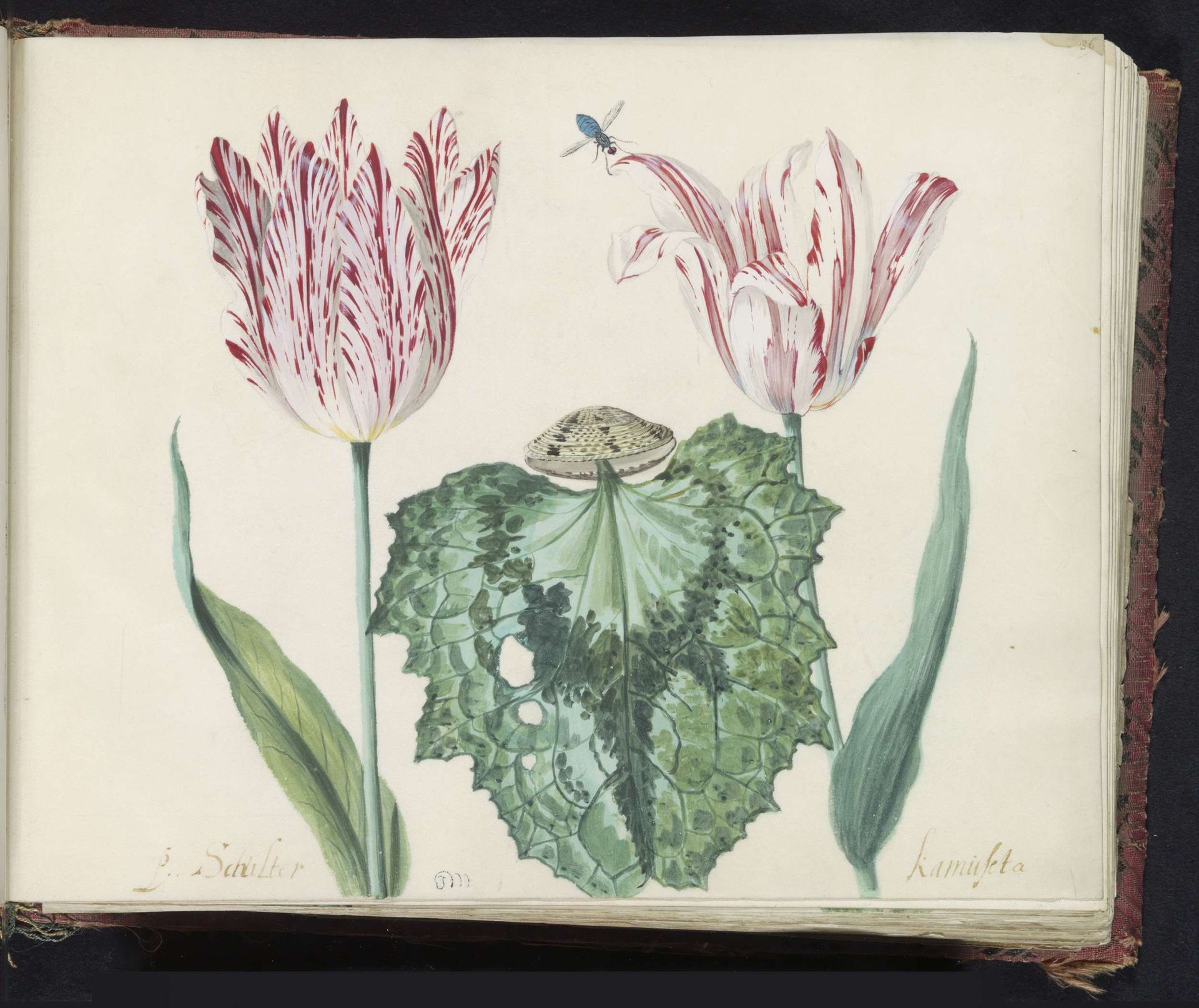 Twee tulpen met schelp en groot blad by Jacob Marrel