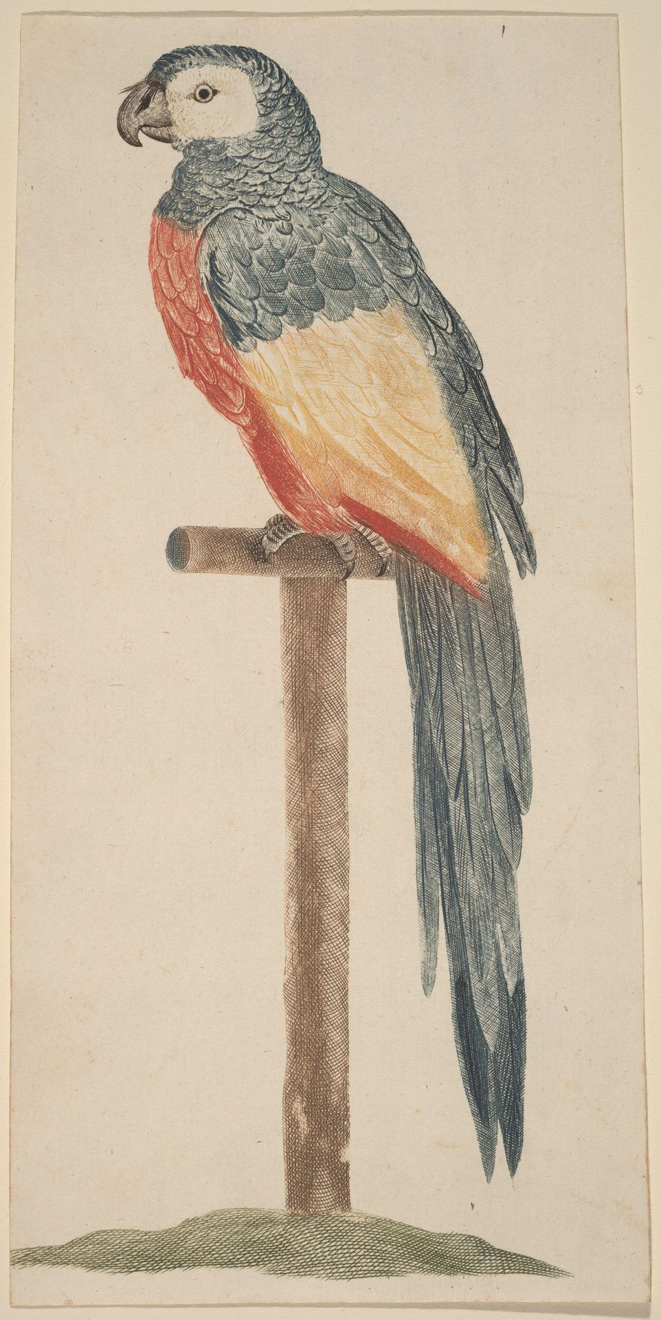 Parrot (Ara) by Johann Teyler