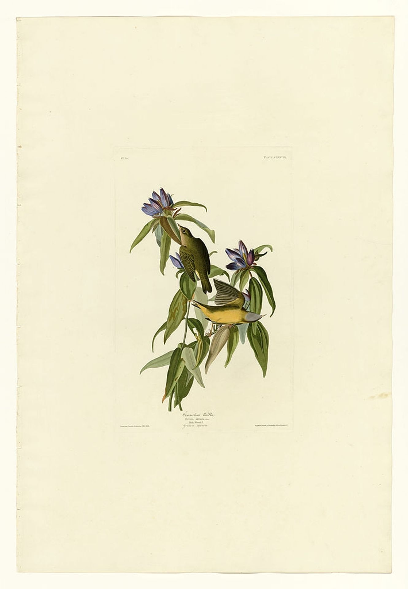 Plate 138 Connecticut Warbler by John James Audubon