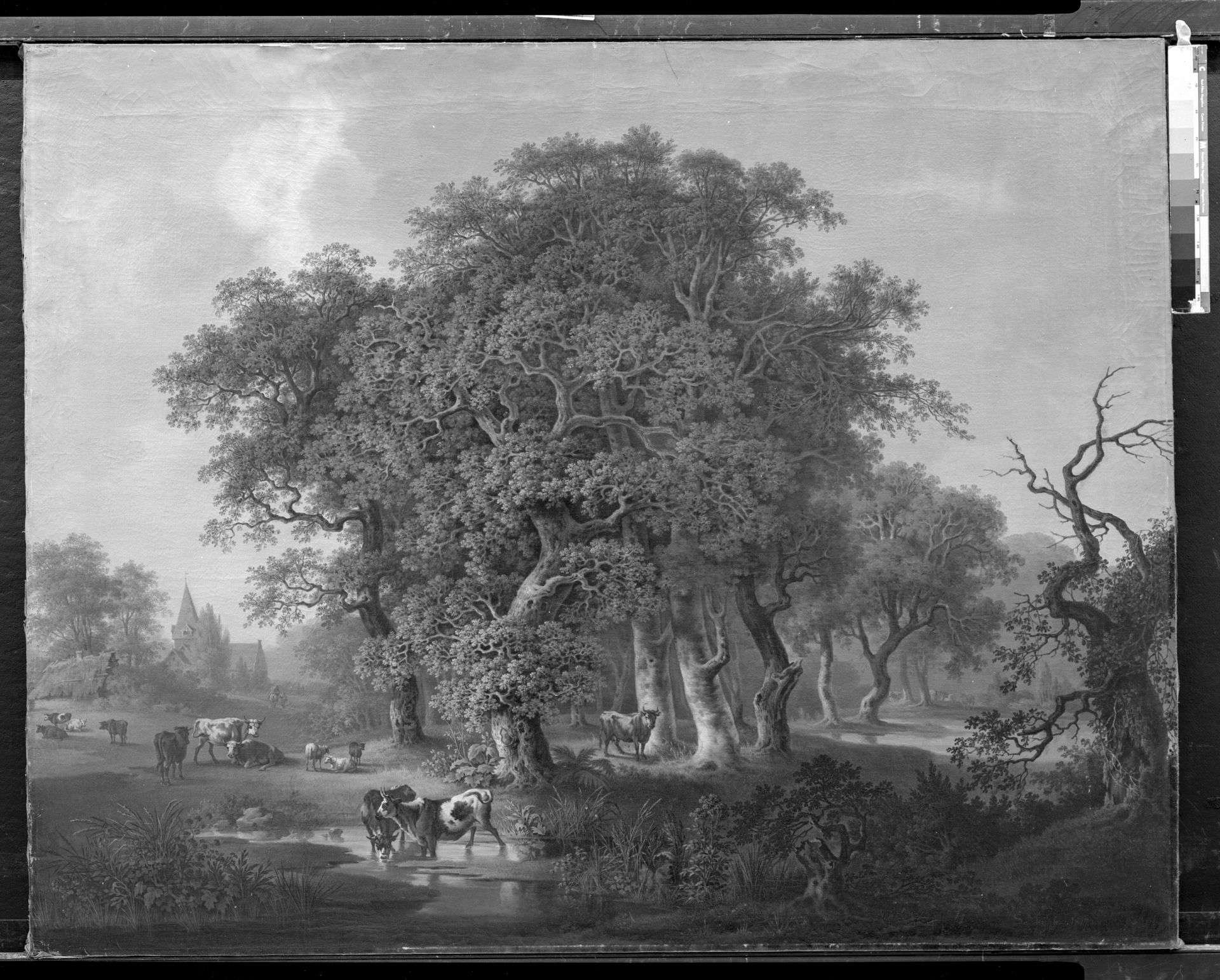 Kvæg i en skov by Samuel Mygind