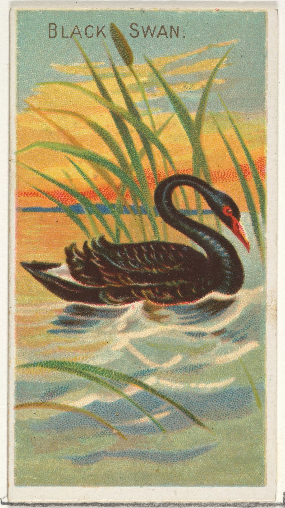 Black Swan, from the Birds of the Tropics series (N5) for Allen & Ginter Cigarettes Brands by Allen & Ginter