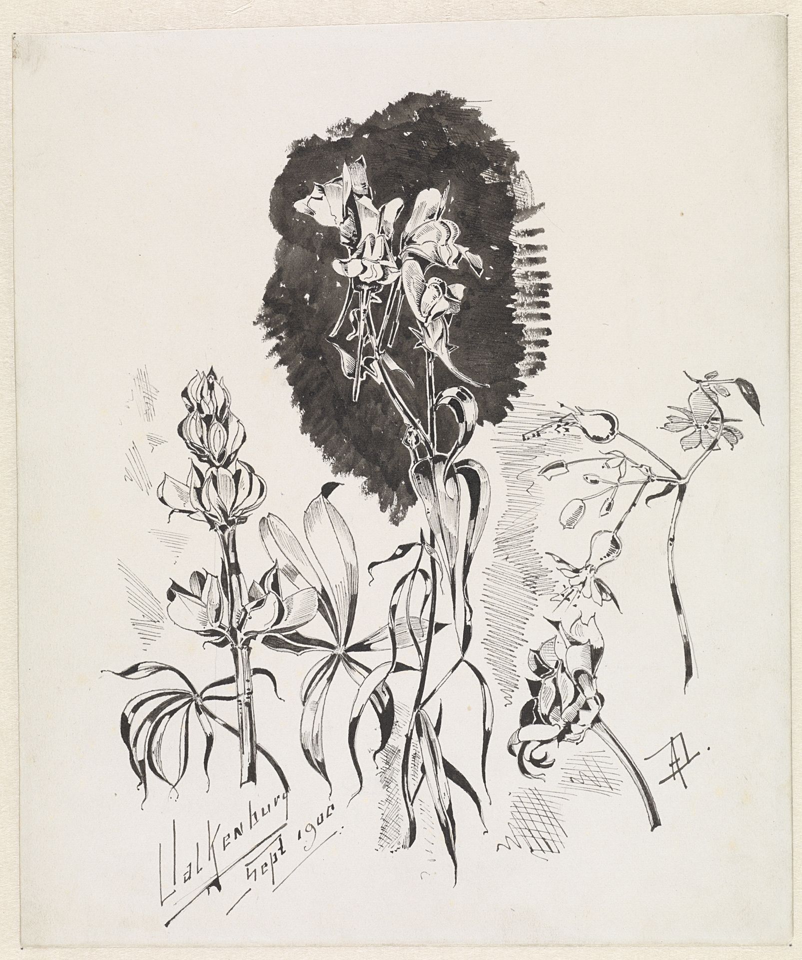 Plantenstudie by A.G. Dake