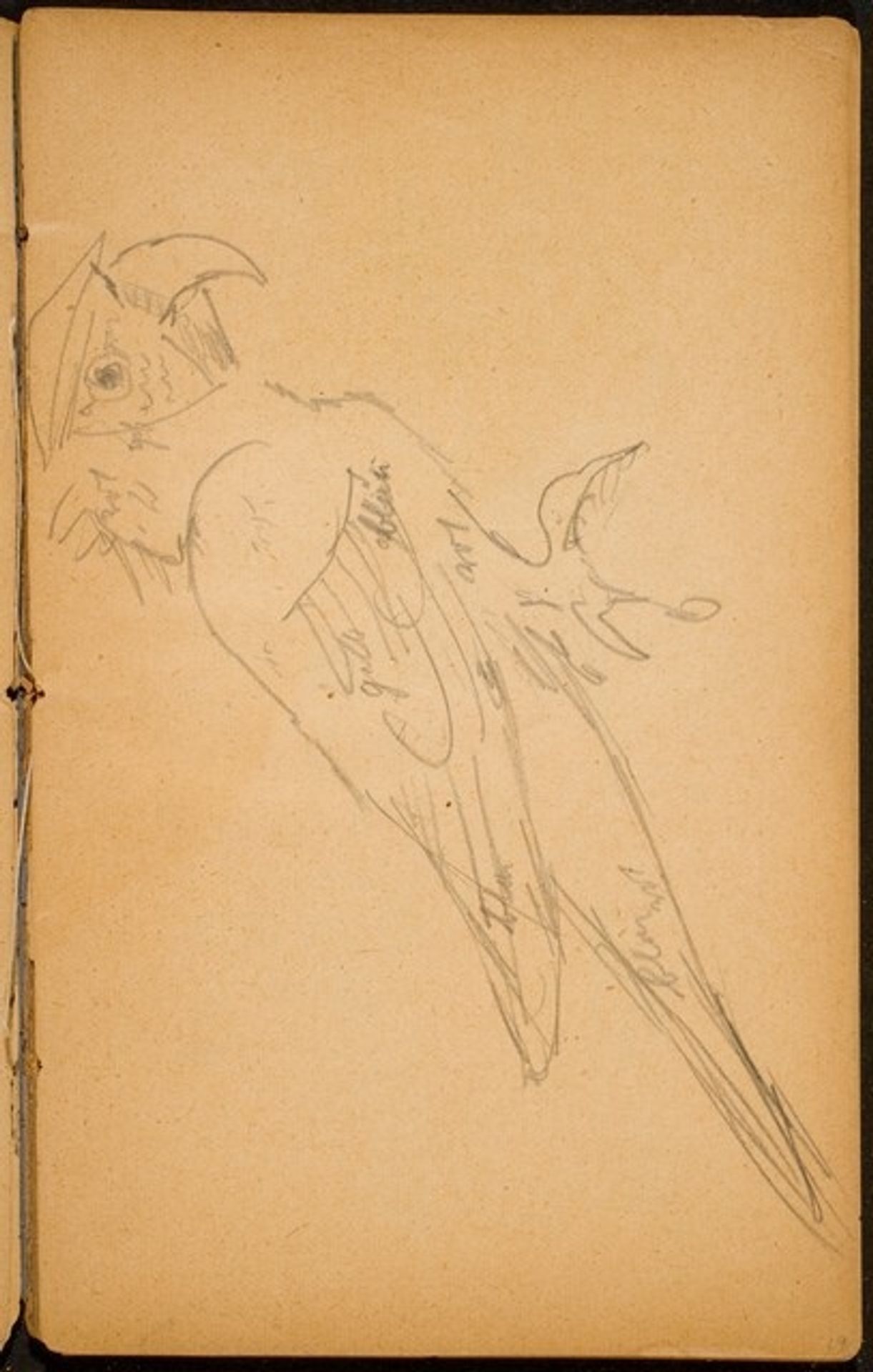 Papagei (A Parrot) [p. 19] by Max Beckmann