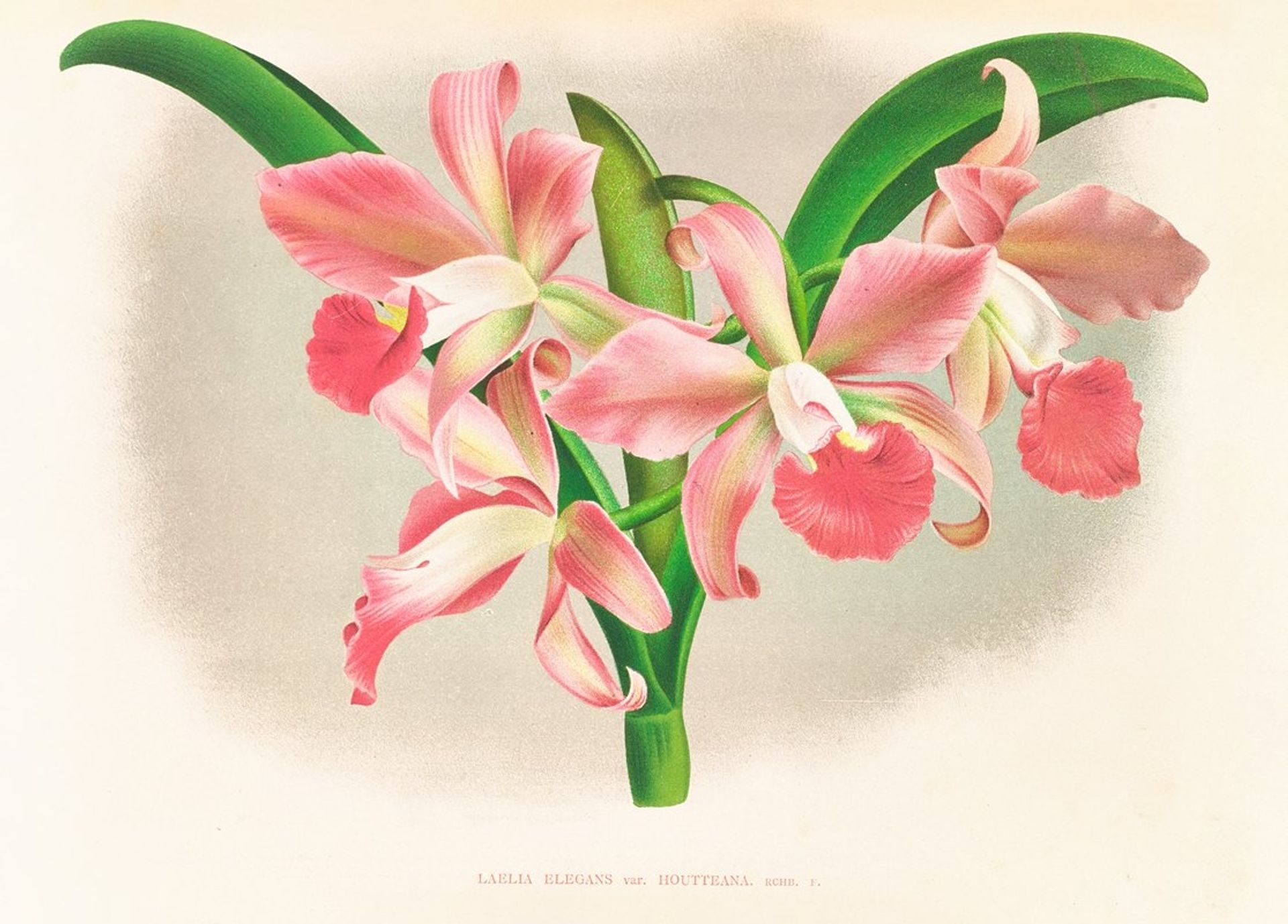 Laella elegans var houtteana by Jean Jules Linden