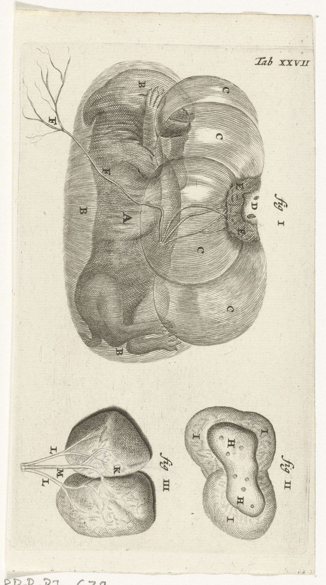 Anatomische afbeelding van een konijnenfoetus in de baarmoeder en van de placenta by Hendrik Bary