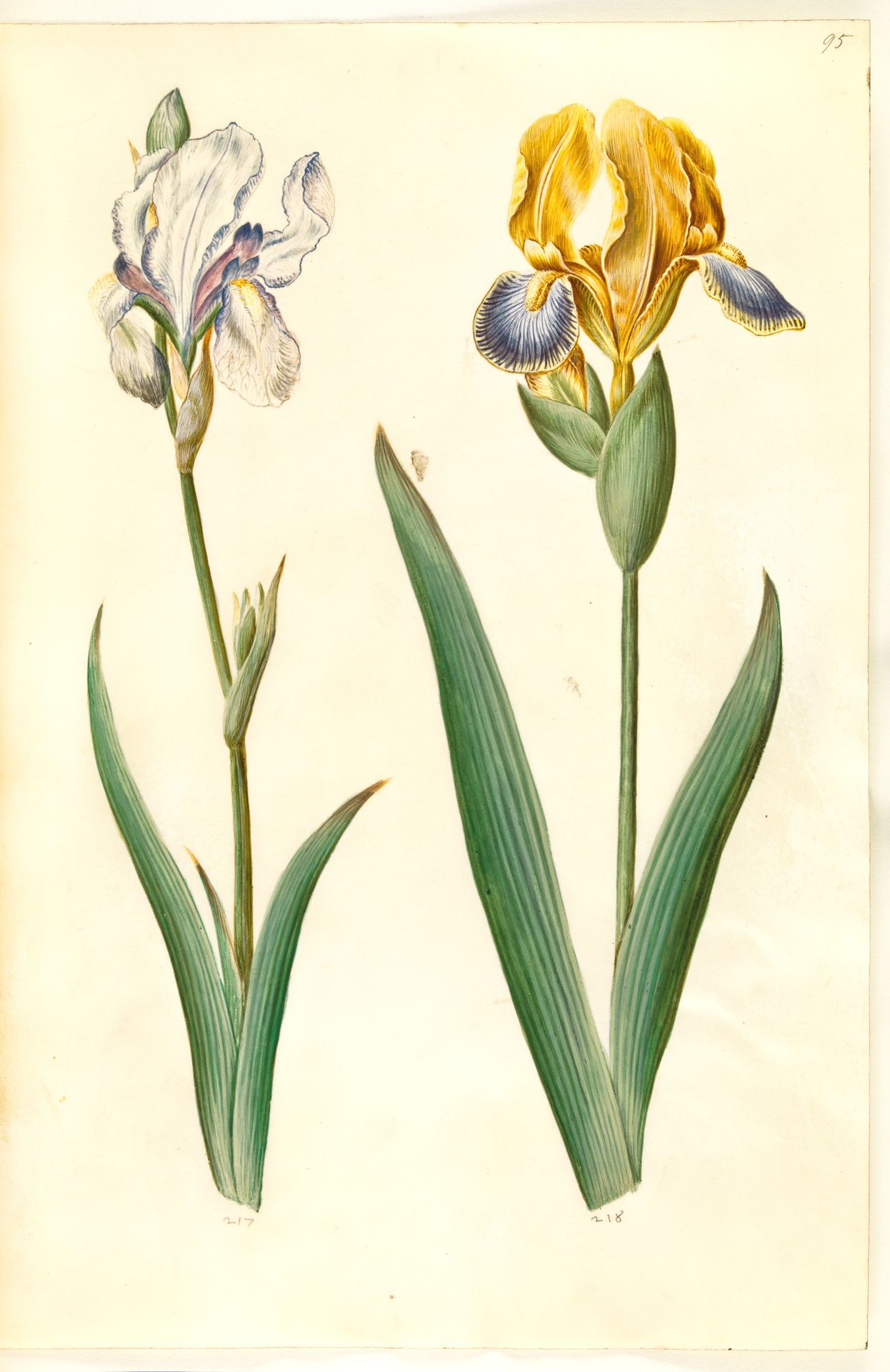 Iris pallida (bleg iris); Iris variegata (broget iris) by Hans Simon Holtzbecker