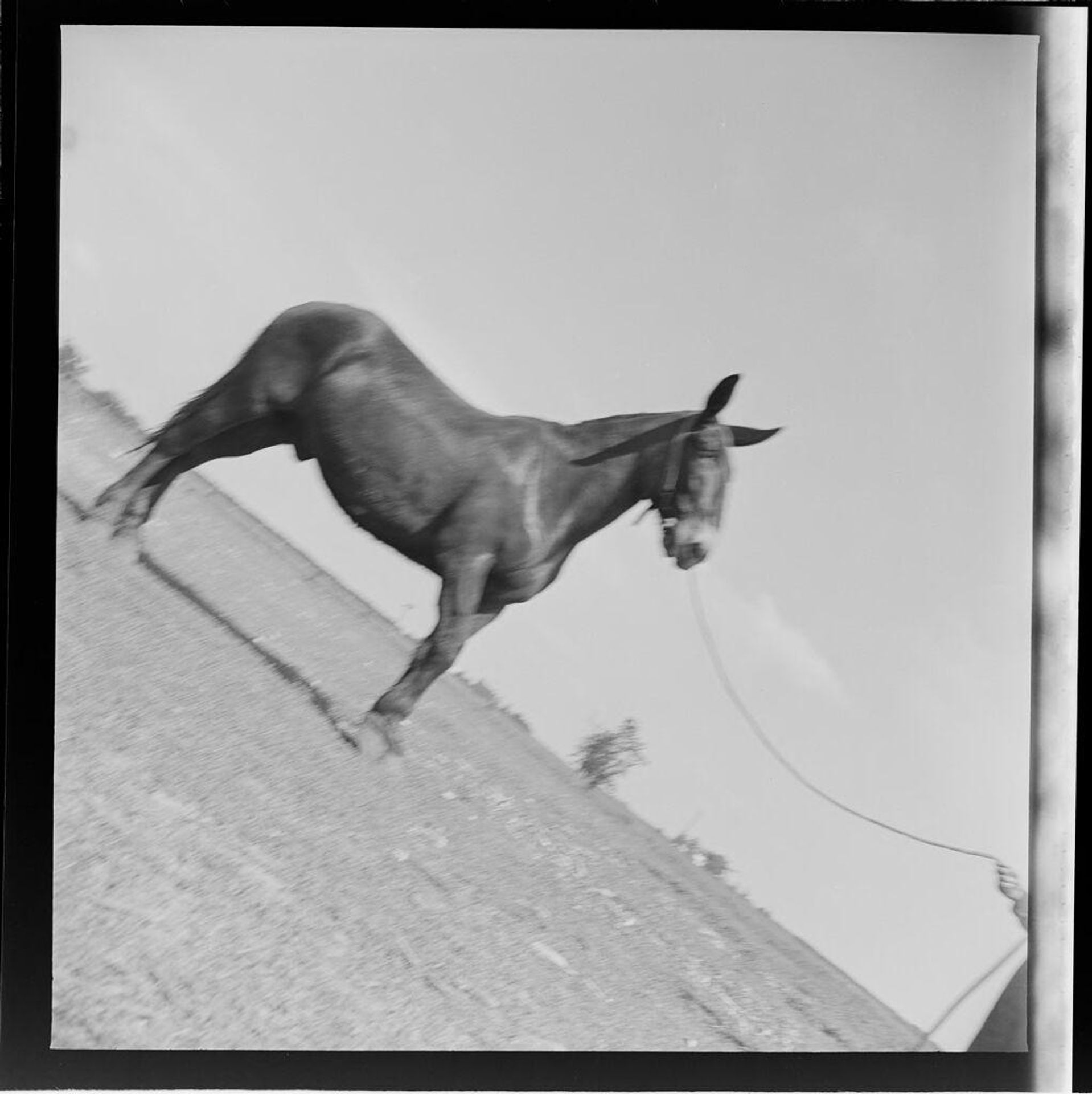 Untitled (mule seen from the side) by Jack Gould
